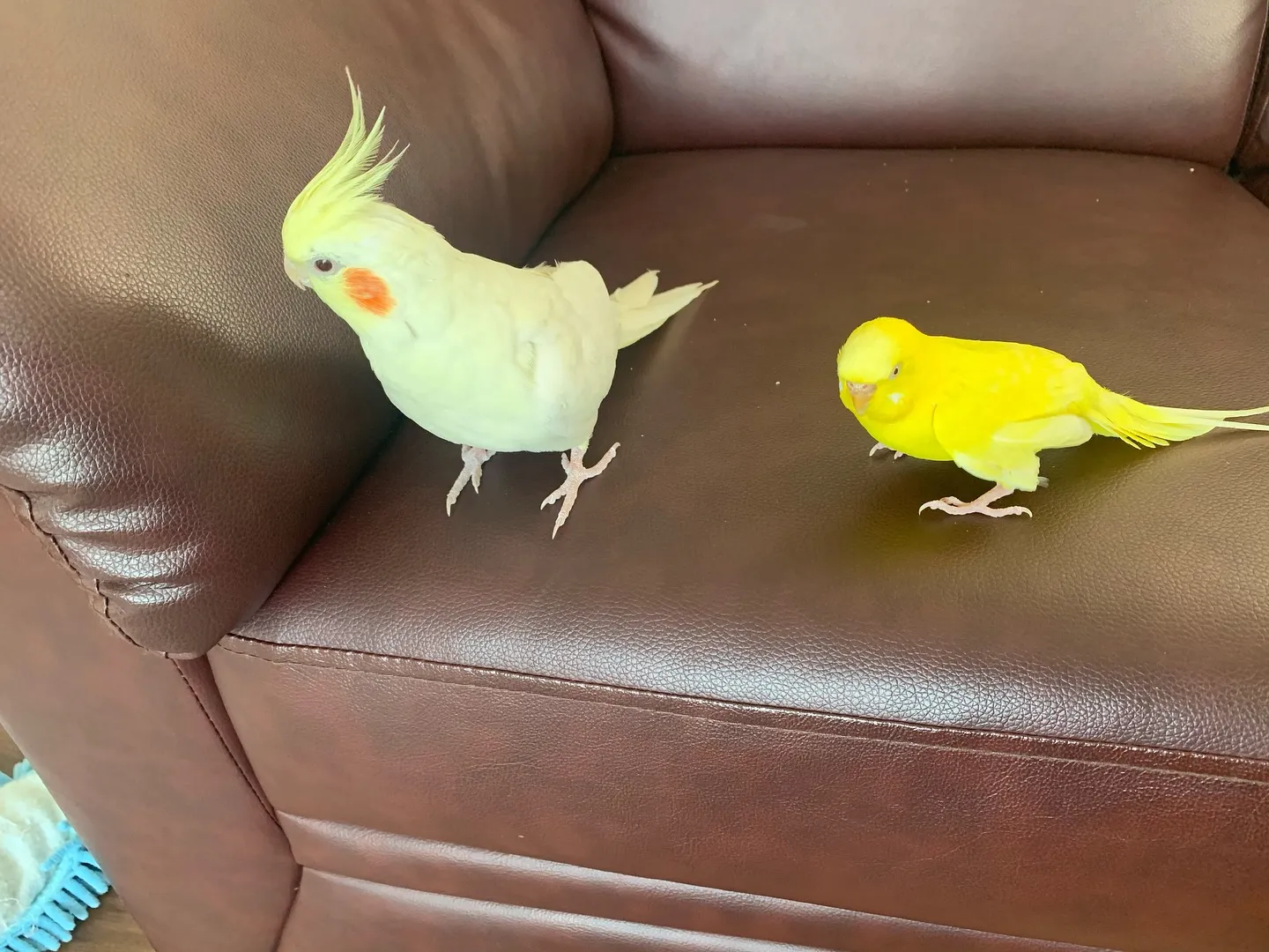 インコとの素晴らしい日々は、時間が経っても心の中に残る大切な...