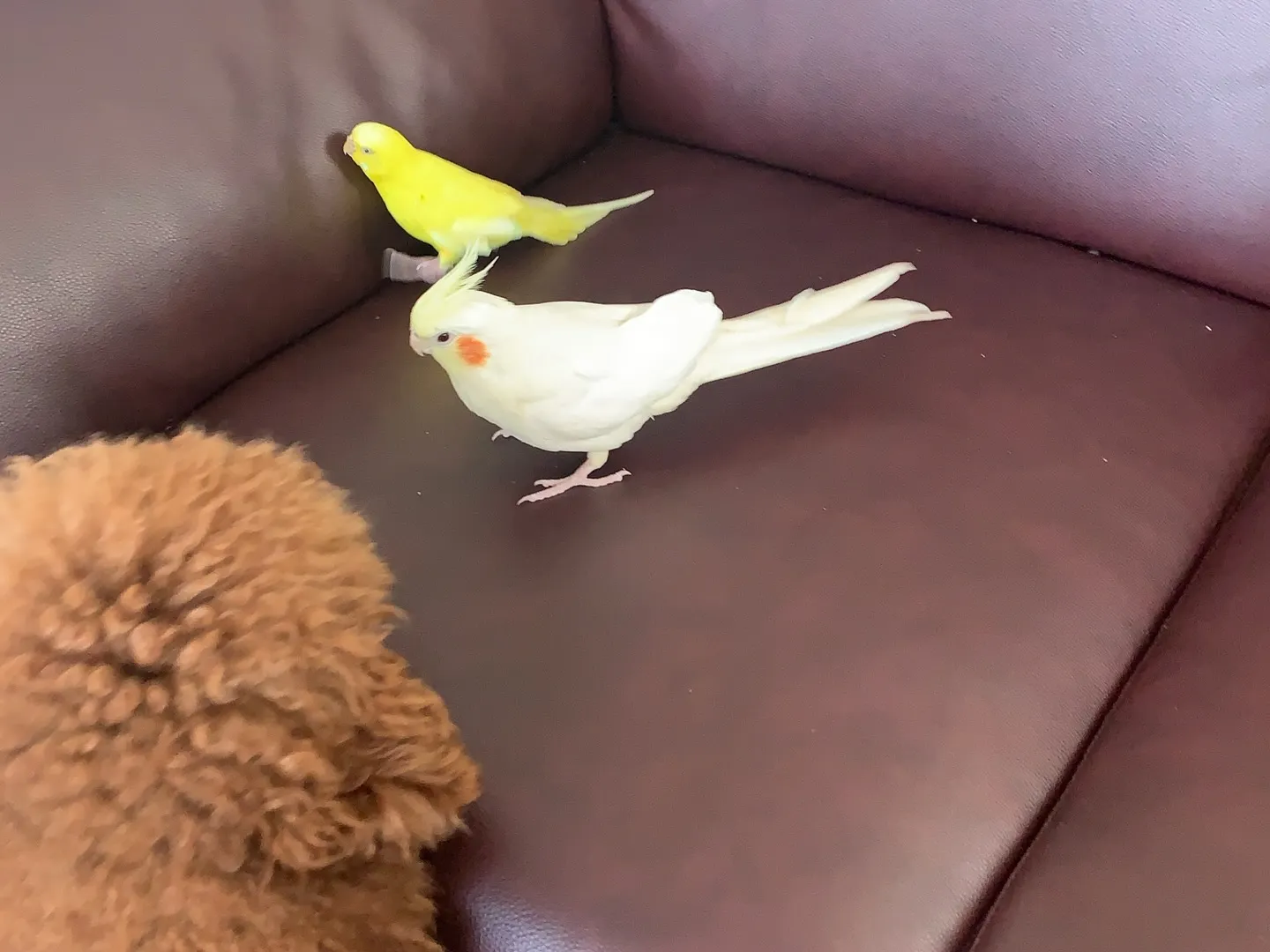 インコとの素晴らしい日々は、時間が経っても心の中に残る大切な...