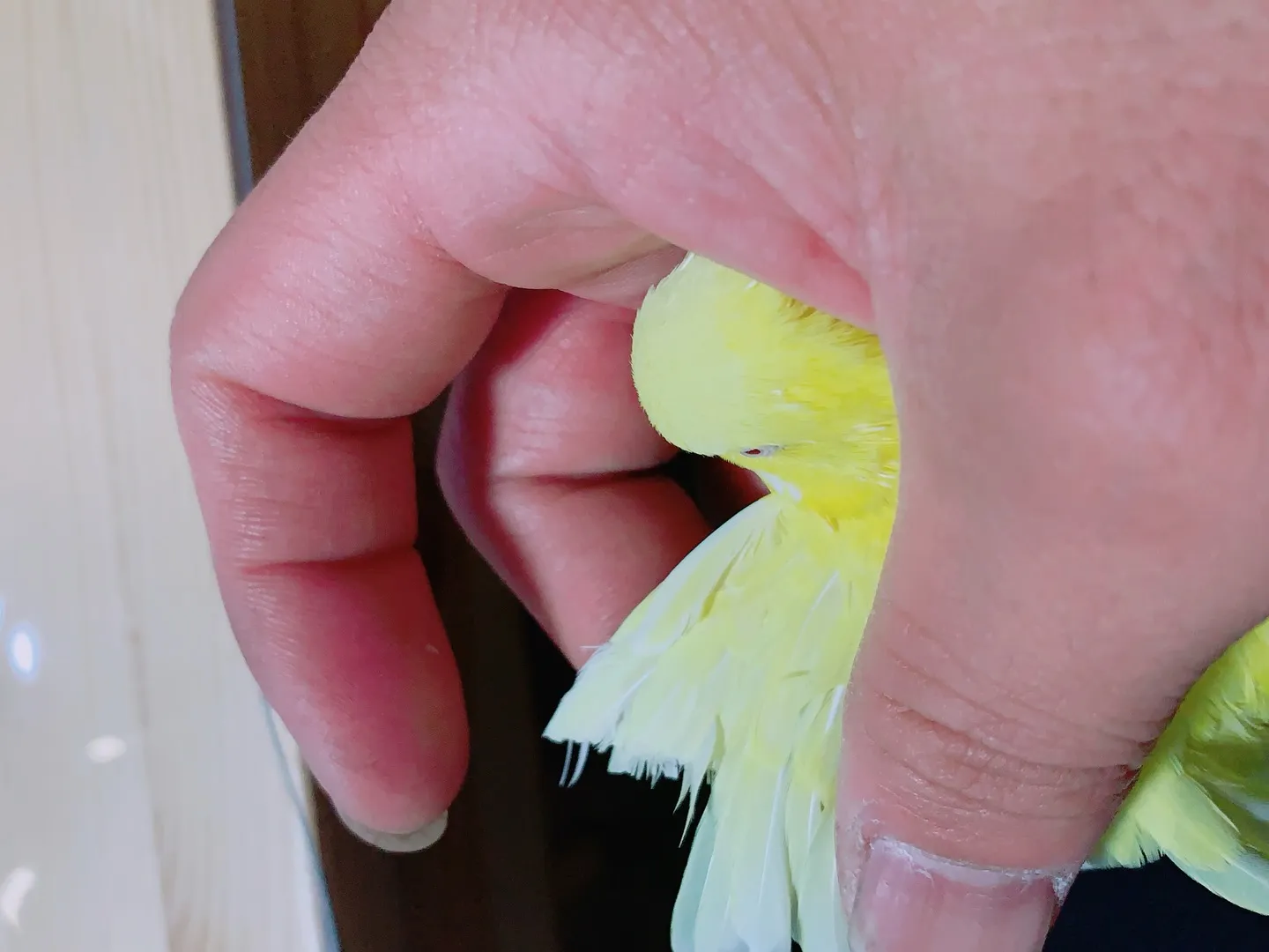 インコとの素晴らしい日々は、時間が経っても心の中に残る大切な...