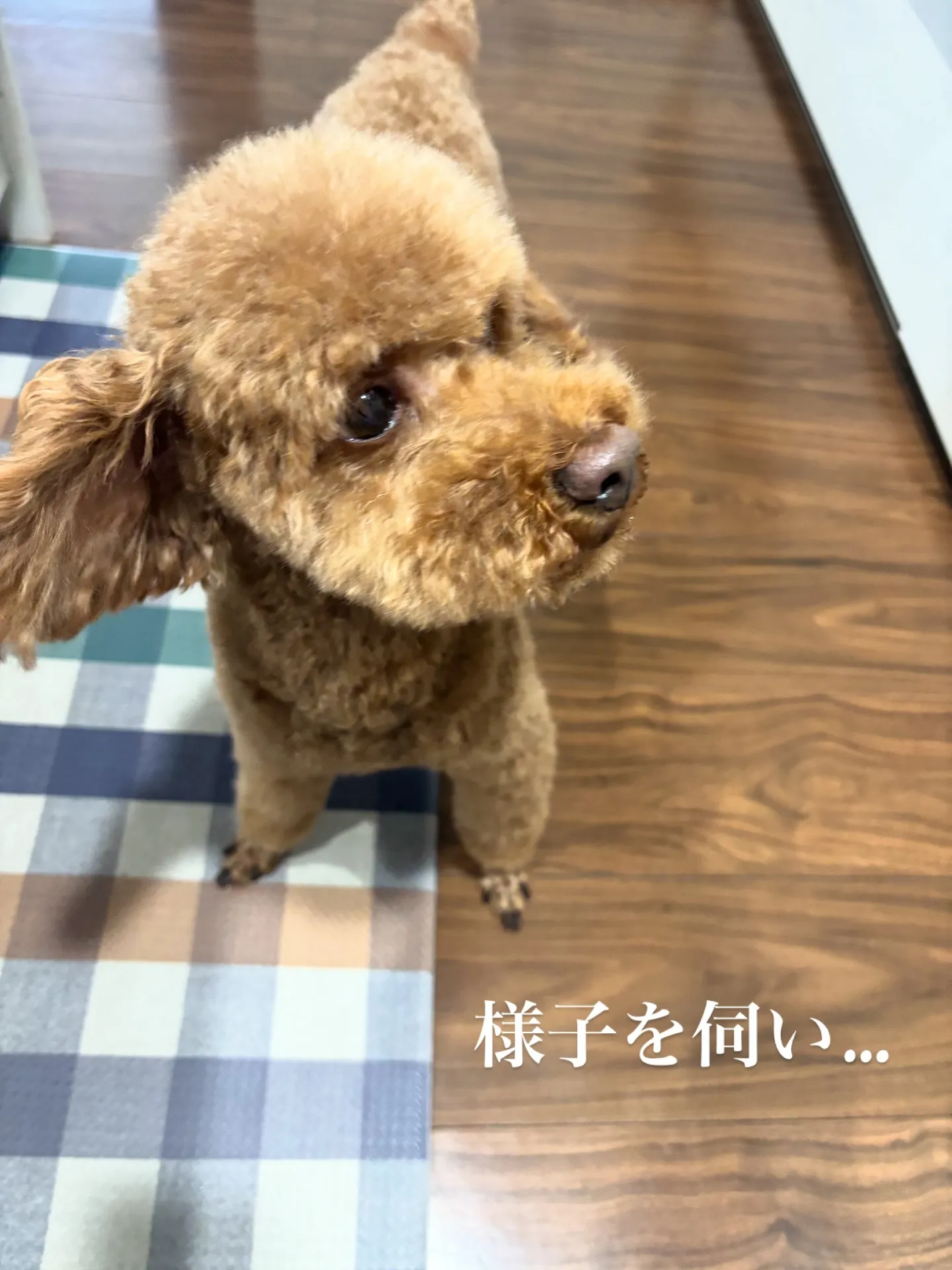 ペットとの生活は多くの喜びと癒しをもたらします。