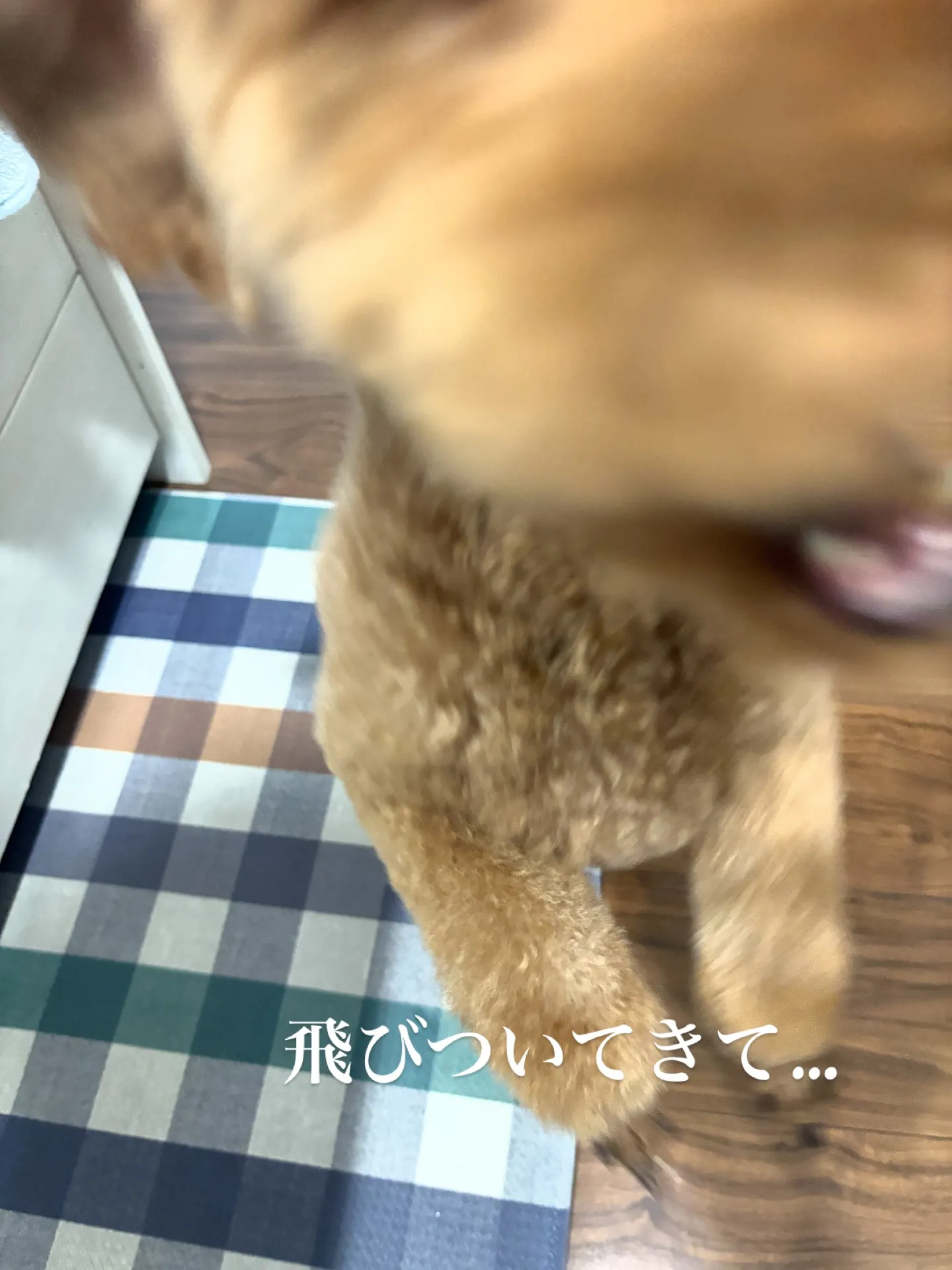 ペットとの生活は多くの喜びと癒しをもたらします。