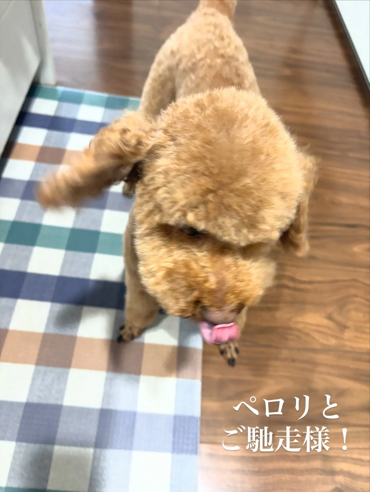 ペットとの生活は多くの喜びと癒しをもたらします。