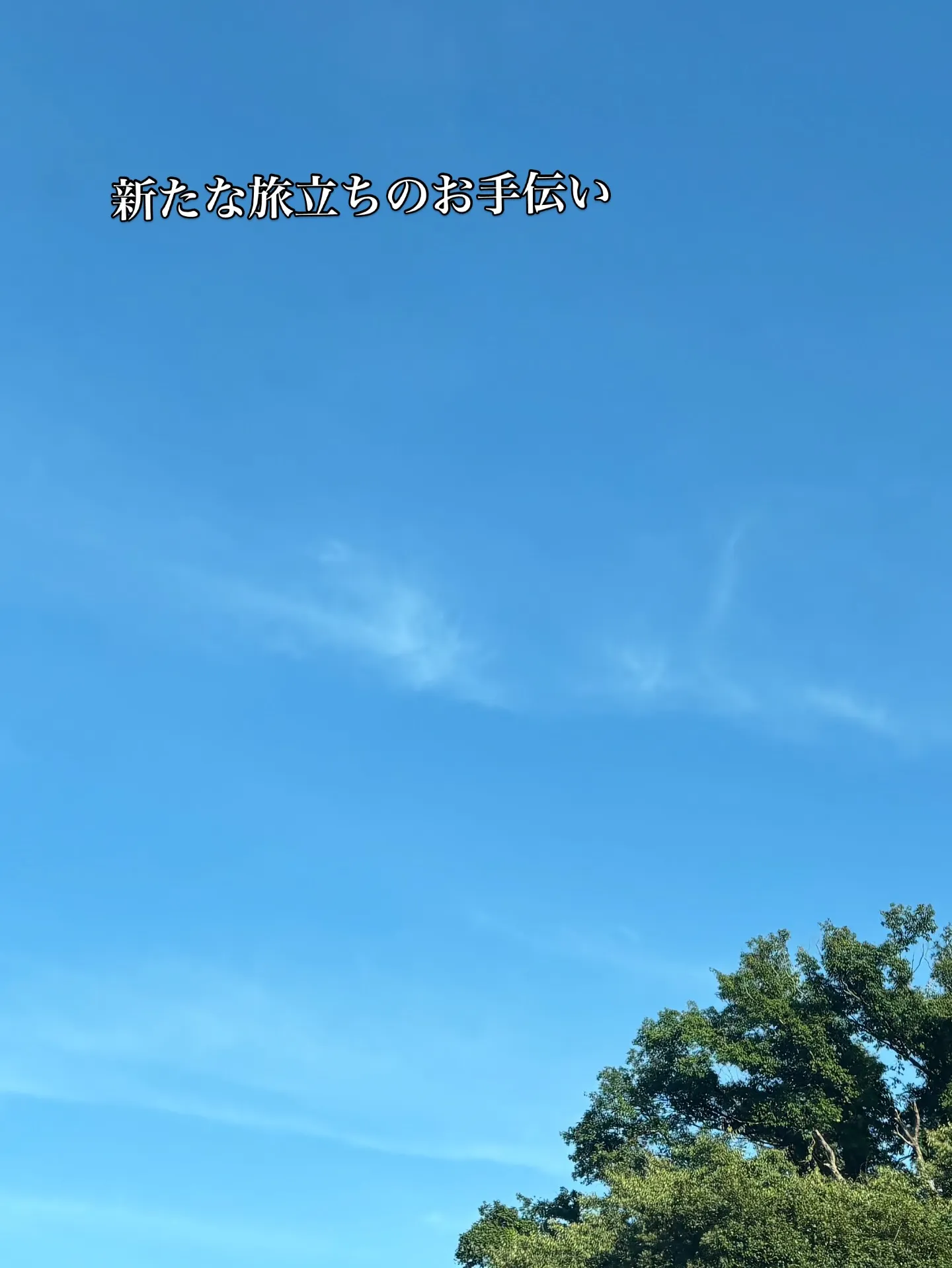 神奈川県横須賀市にあるとあるお店の看板猫、ミーちゃんのペット...