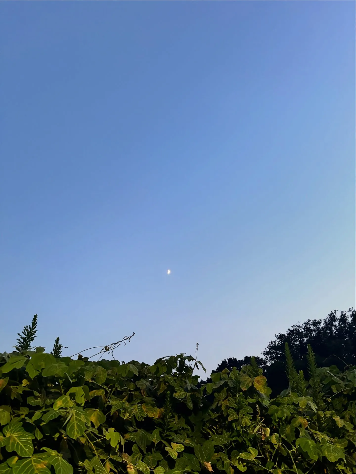 訪問ペット火葬ペットメモリアル神奈川は、神奈川県や東京都にお...