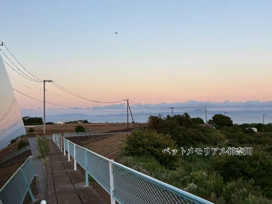 神奈川県三浦市にて、愛されていたわんちゃんの訪問ペット火葬を...