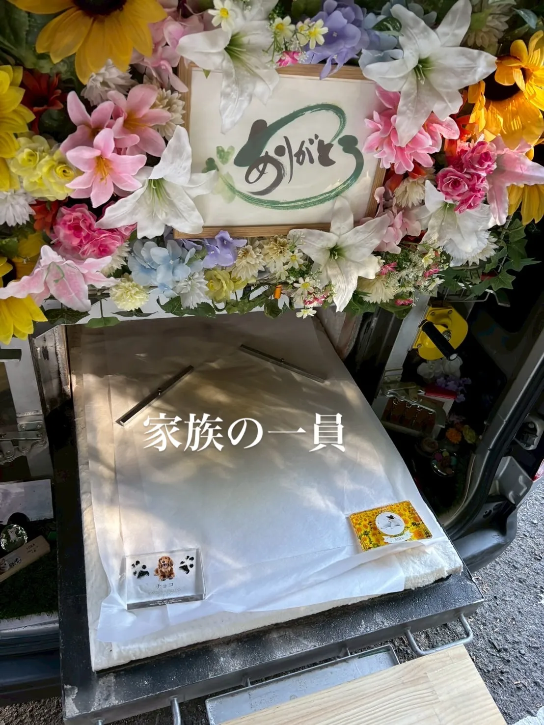 ペットは私たちの生活に温かさと喜びをもたらし、かけがえのない...