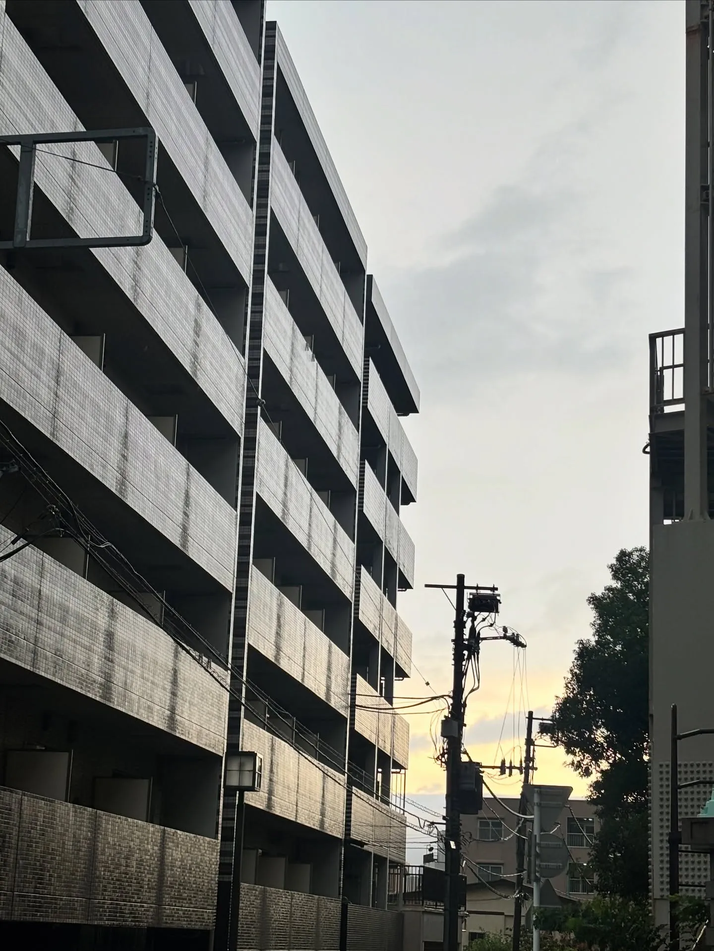 神奈川県横浜市で、トイプードルのペット火葬のお手伝いさせてい...