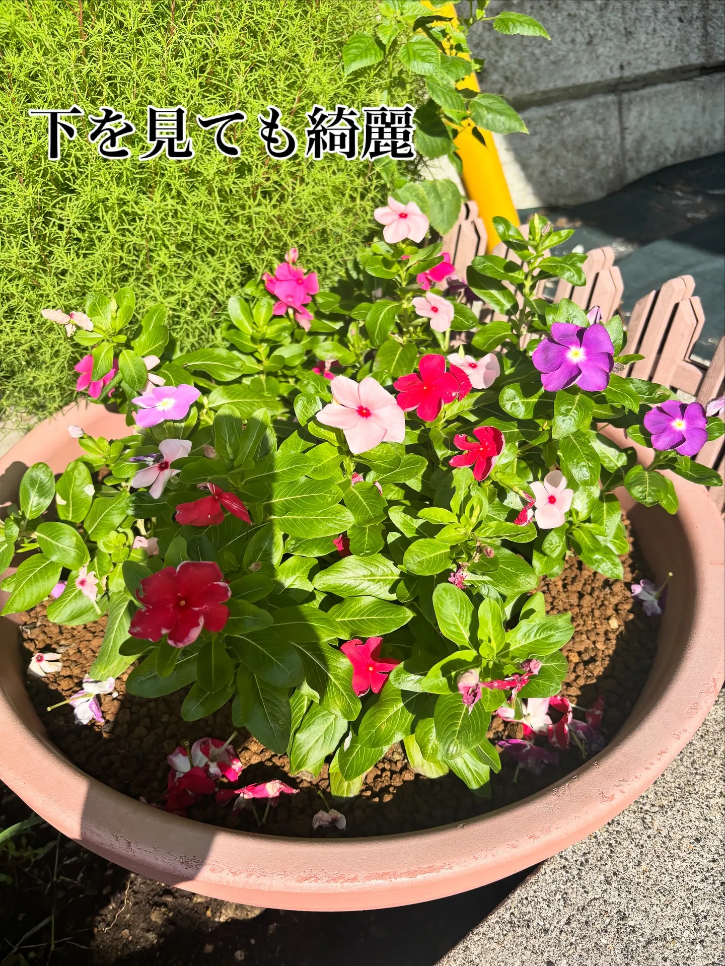 ペットロスの悲しみは、私たちの心に深く刻まれるものです。