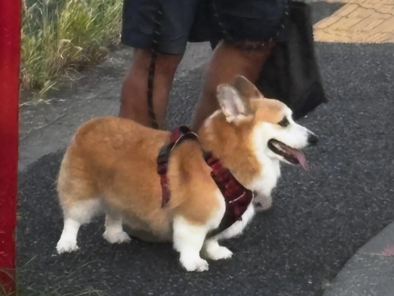 神奈川県横須賀市にて、大切なわんちゃんのペット葬儀とペット火...