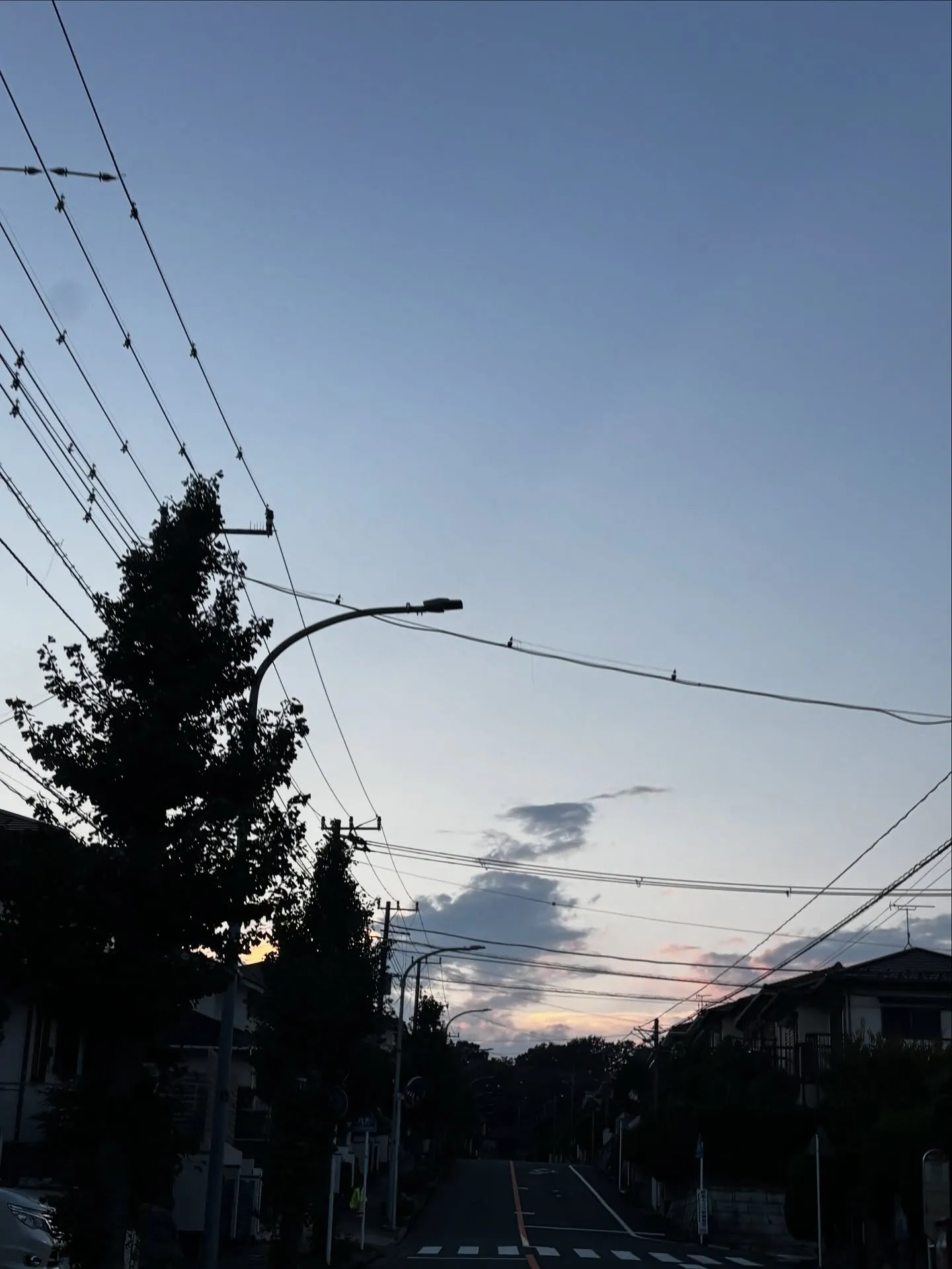 神奈川県横須賀市にて、愛らしいチワワちゃんの訪問ペット火葬の...