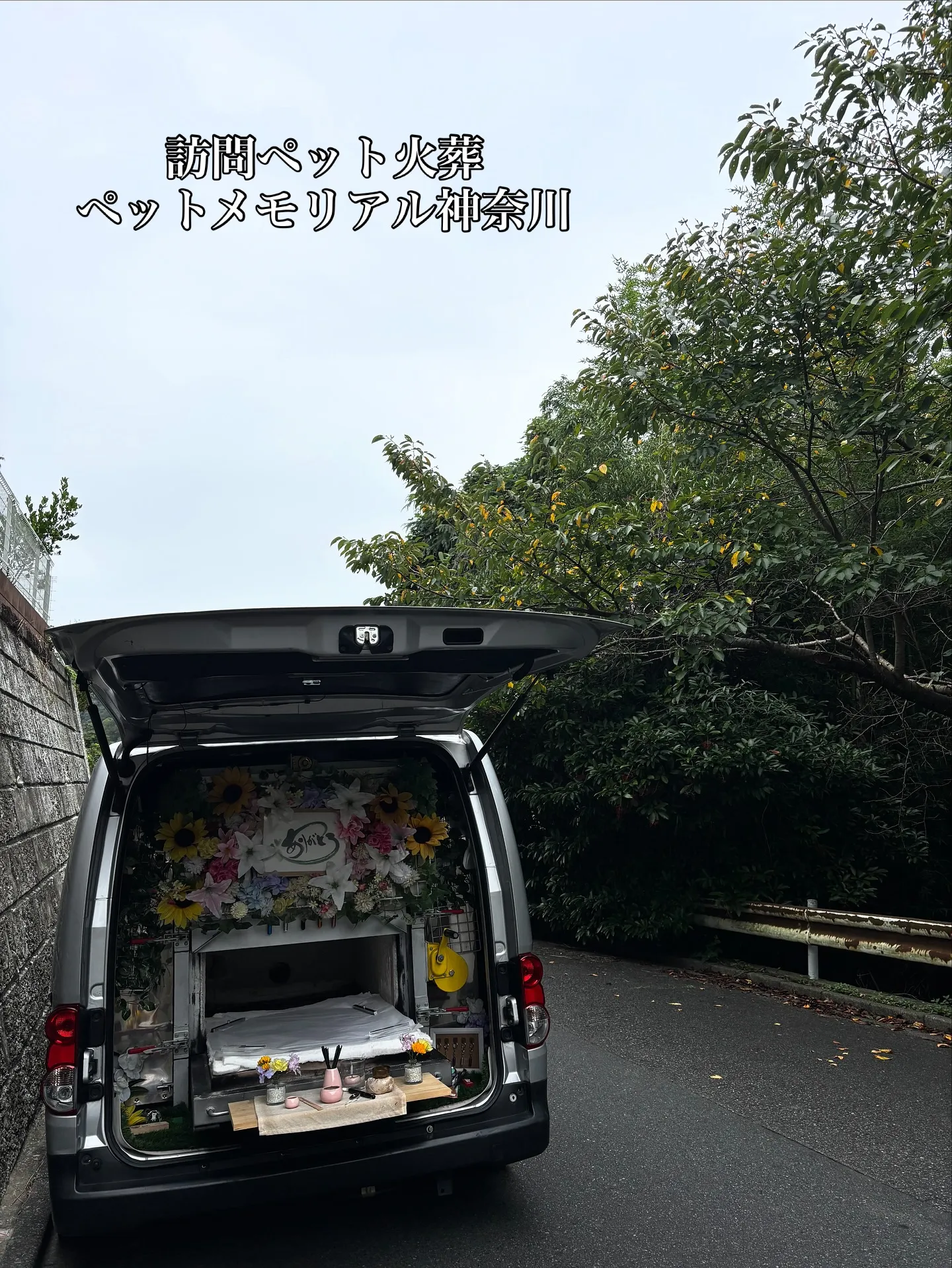 神奈川県鎌倉市にて、猫好き一家の一員だった愛くるしい猫ちゃん...