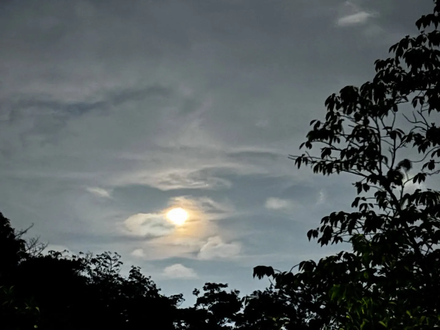 神奈川県横須賀市に拠点を置く「訪問ペット火葬ペットメモリアル...