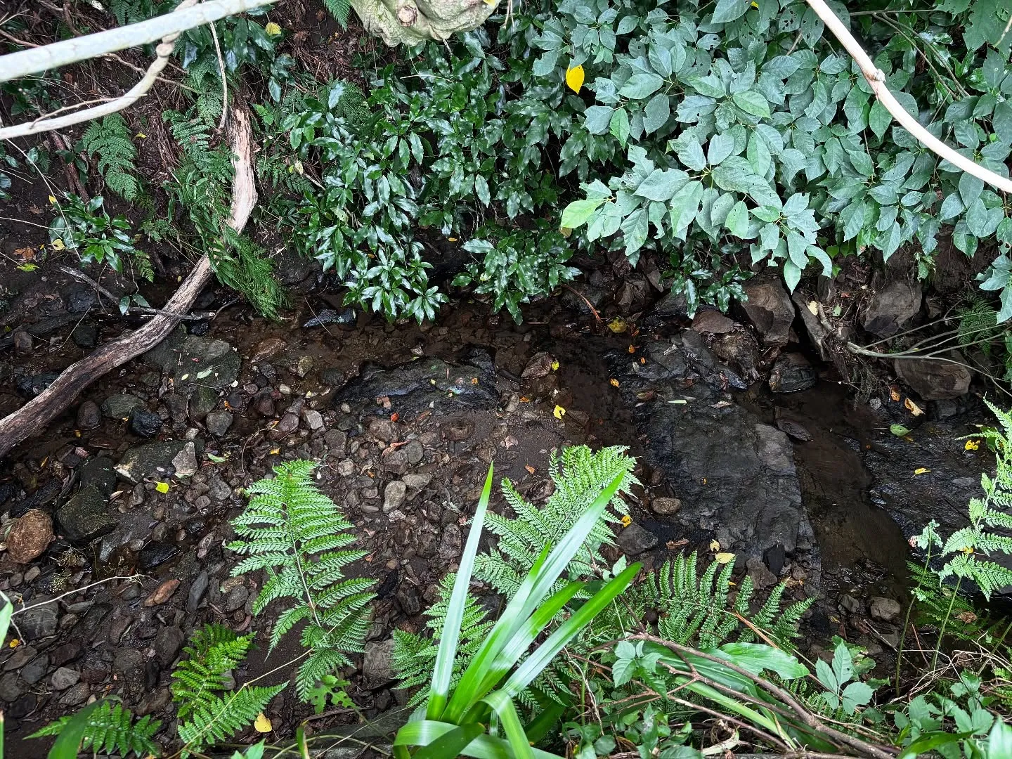 逗子市にて、大切なわんちゃんの最後のお別れとなるペット葬儀と...