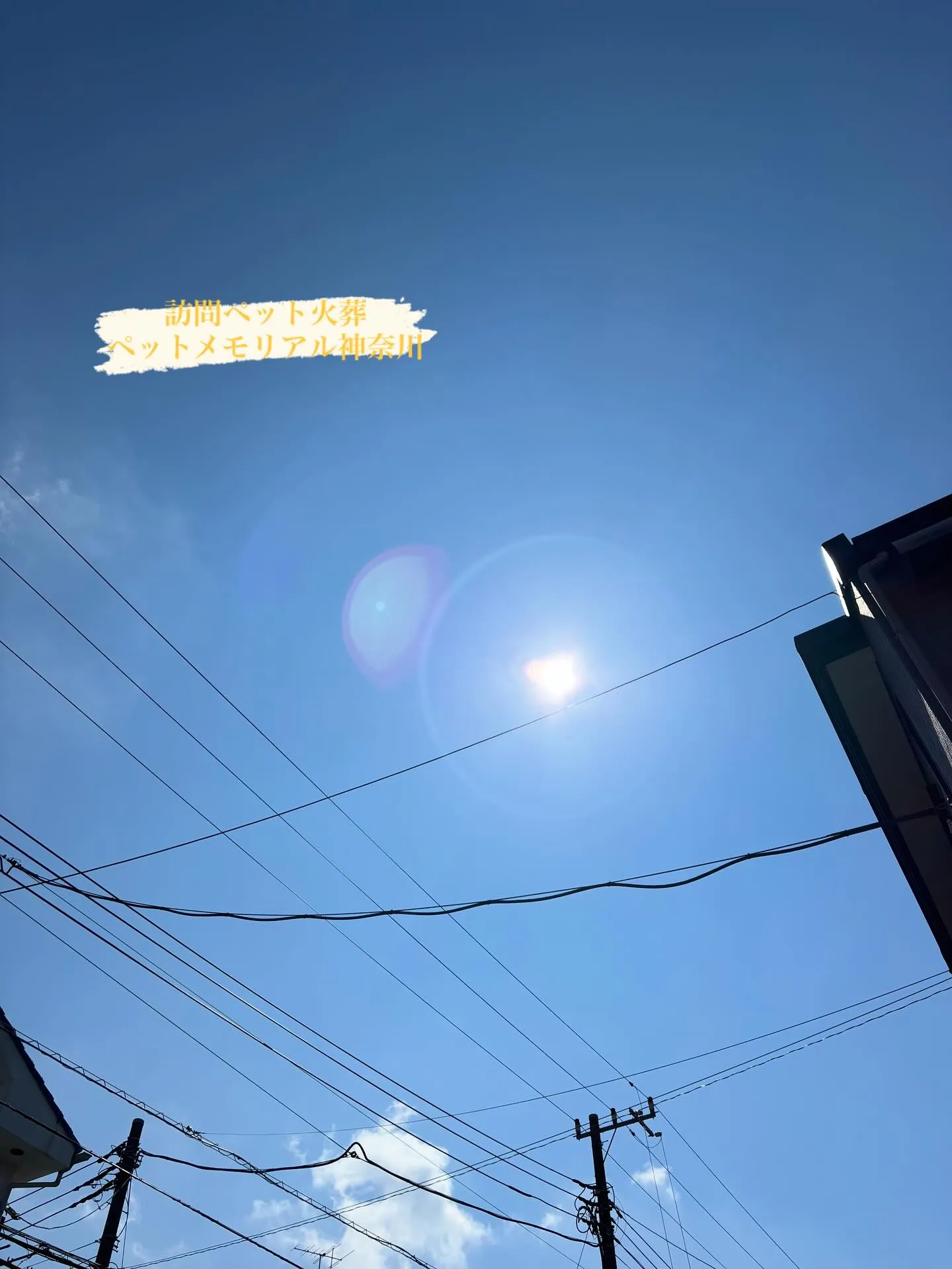 神奈川県横浜市より、大切なご家族の一員であるわんちゃんのお見...