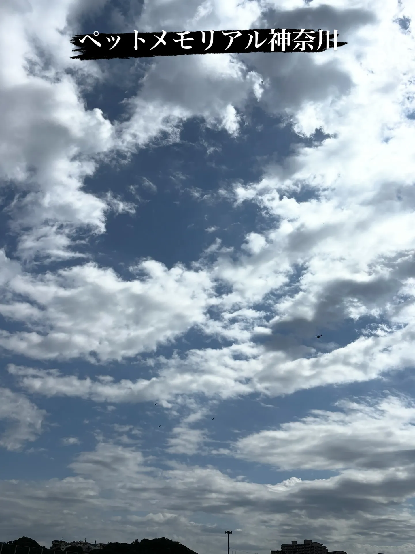 神奈川県横須賀市において、大切な家族の一員であるうさぎさんの...