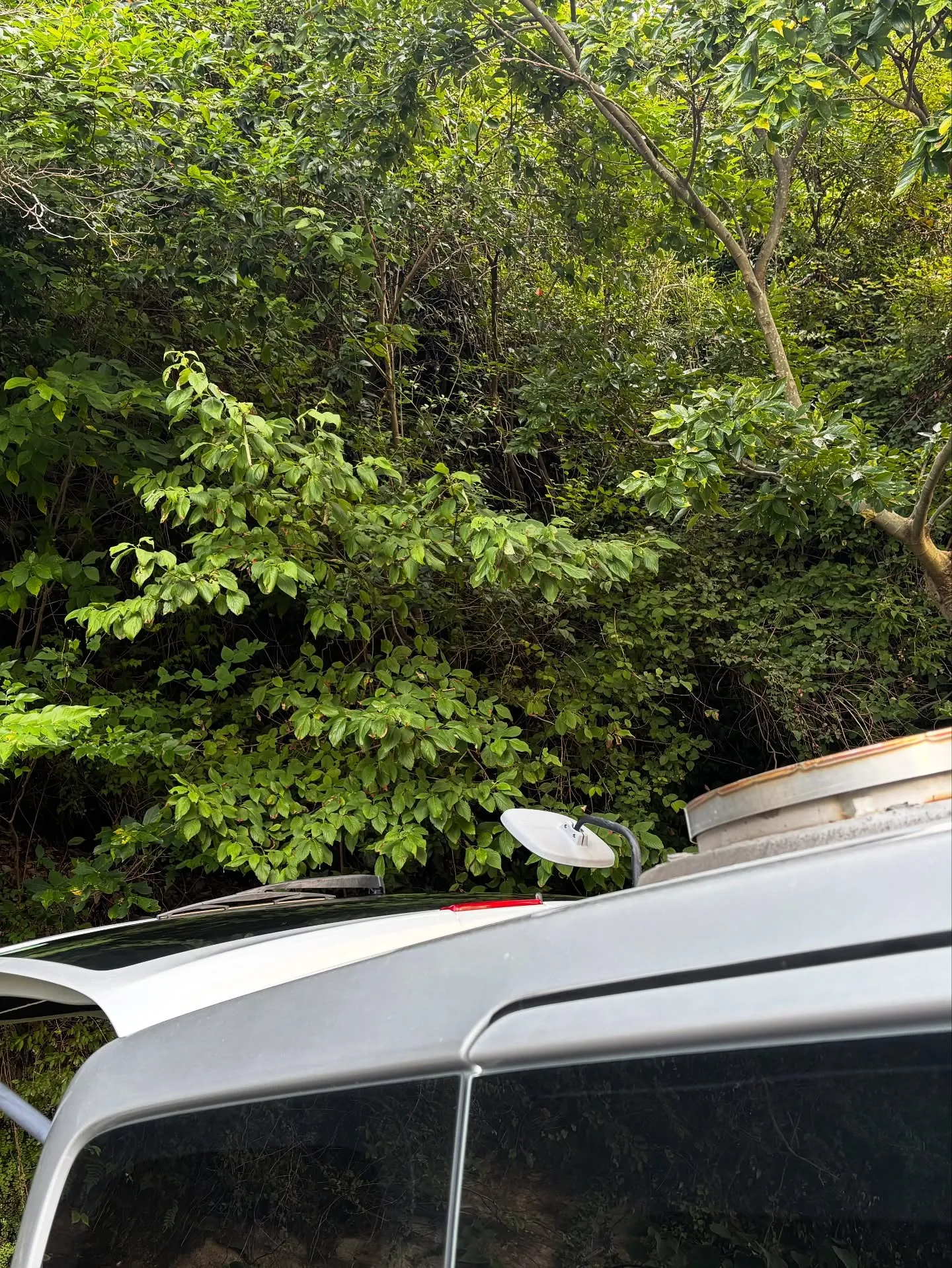 神奈川県逗子市にて、大切な家族の一員であるチワワちゃんの最後...