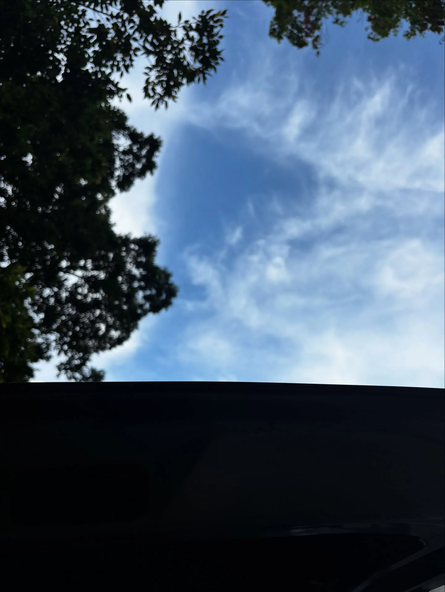 神奈川県逗子市で、愛らしい三毛猫ちゃんのペット葬儀とペット火...