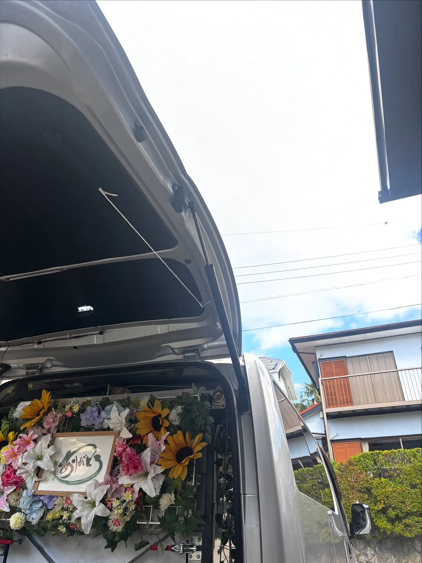 神奈川県葉山町にて、愛らしい素敵な毛色のアメリカンショートヘ...