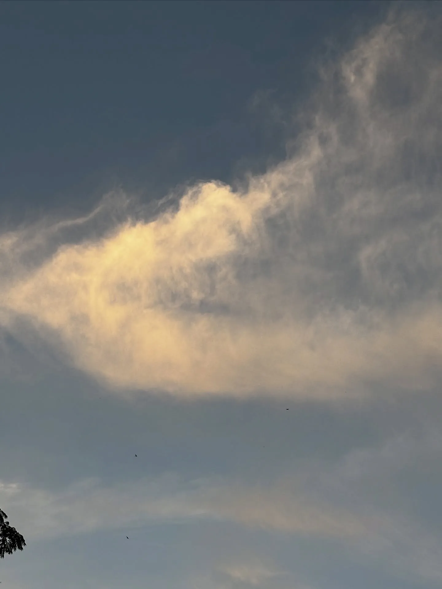 神奈川県 逗子市 で、大切な家族であった猫