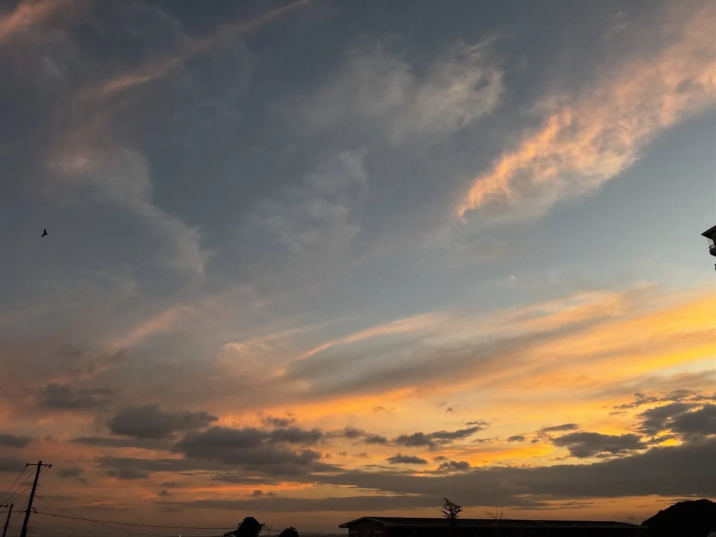 神奈川県横須賀市で、飼い主様と愛犬である柴犬のお別れのお手伝...
