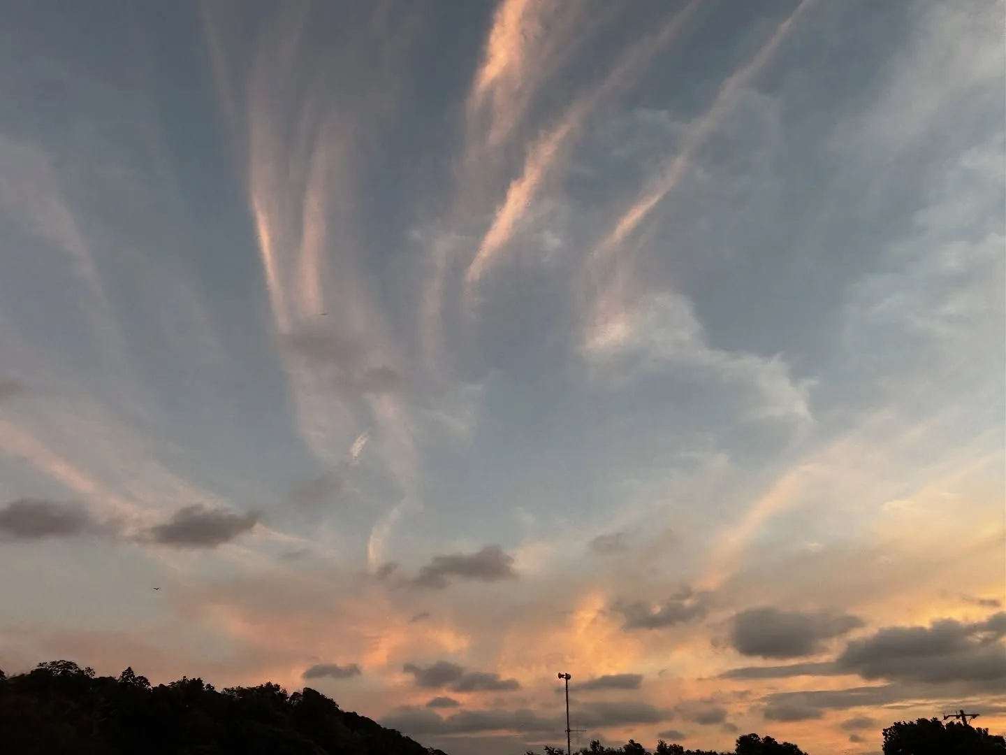 神奈川県横須賀市で、飼い主様と愛犬である柴犬のお別れのお手伝...