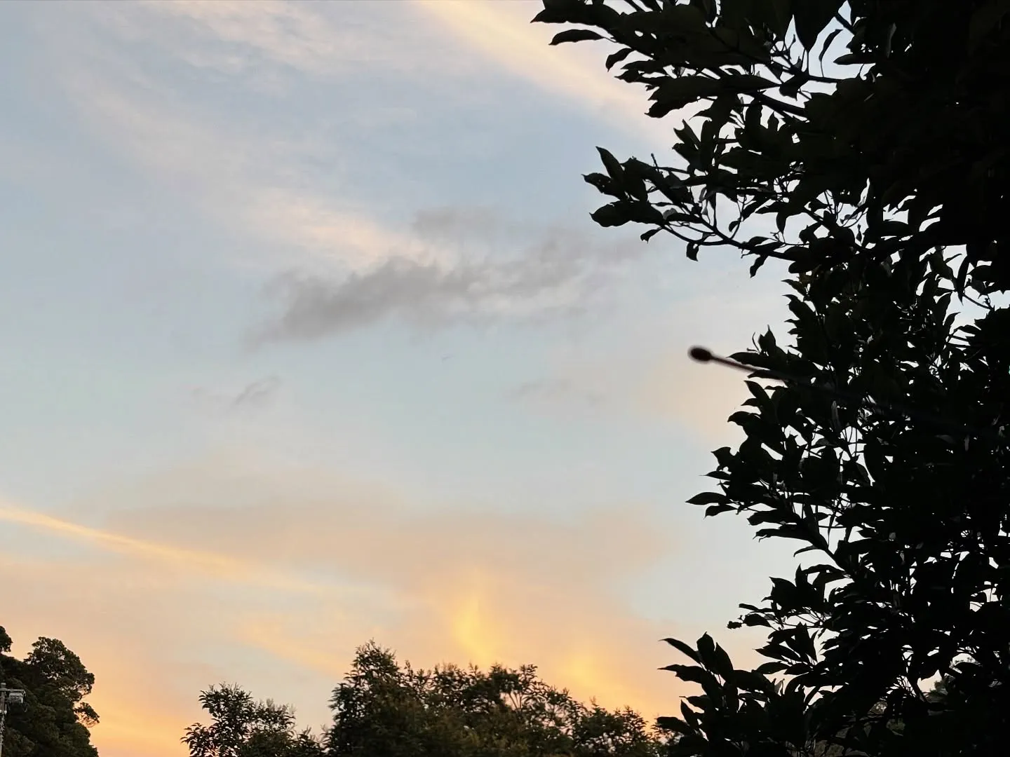 神奈川県横須賀市で、飼い主様と愛犬である柴犬のお別れのお手伝...