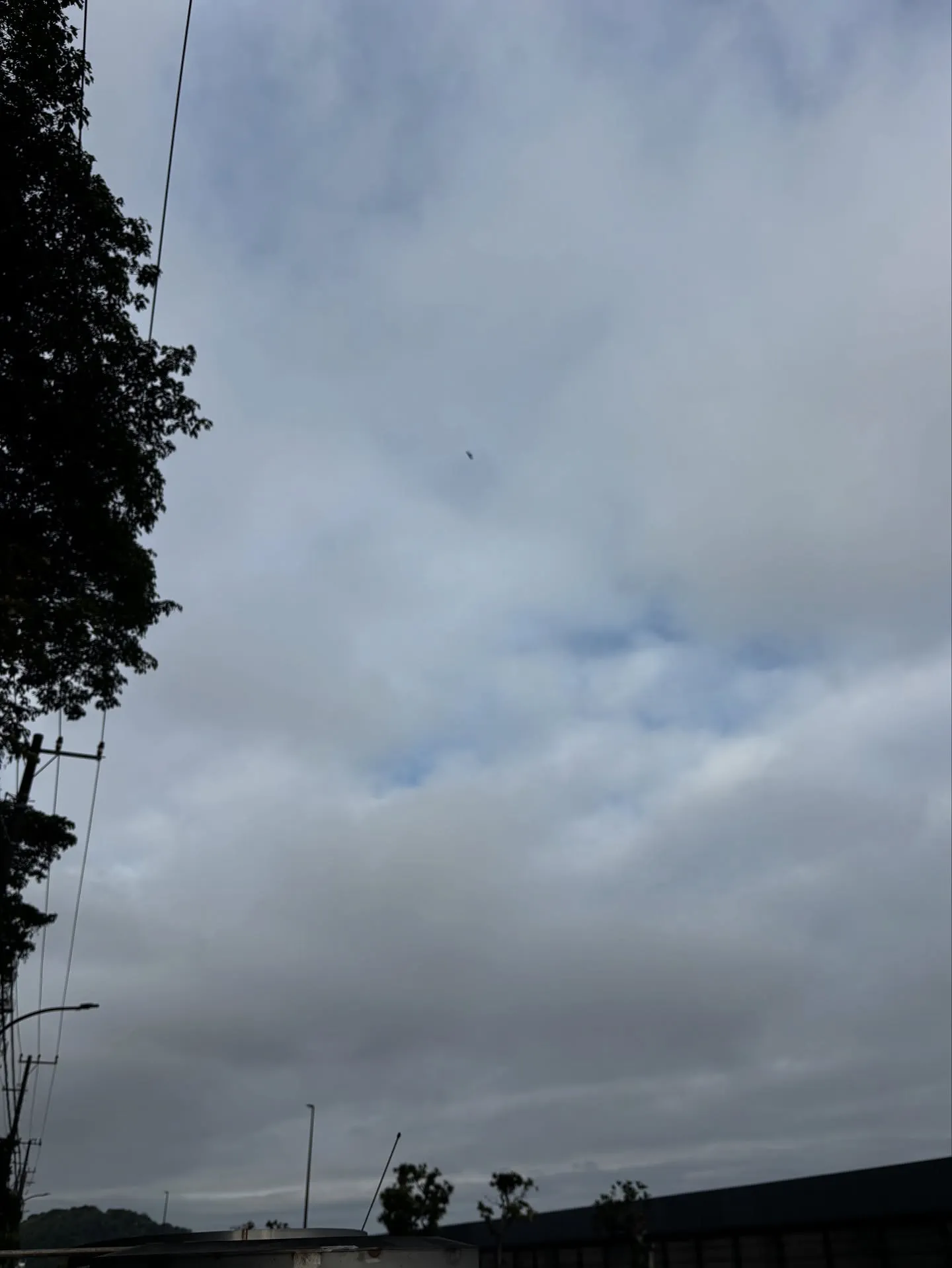 神奈川県逗子市にお住まいのご家族様の一員であった可愛い猫ちゃ...