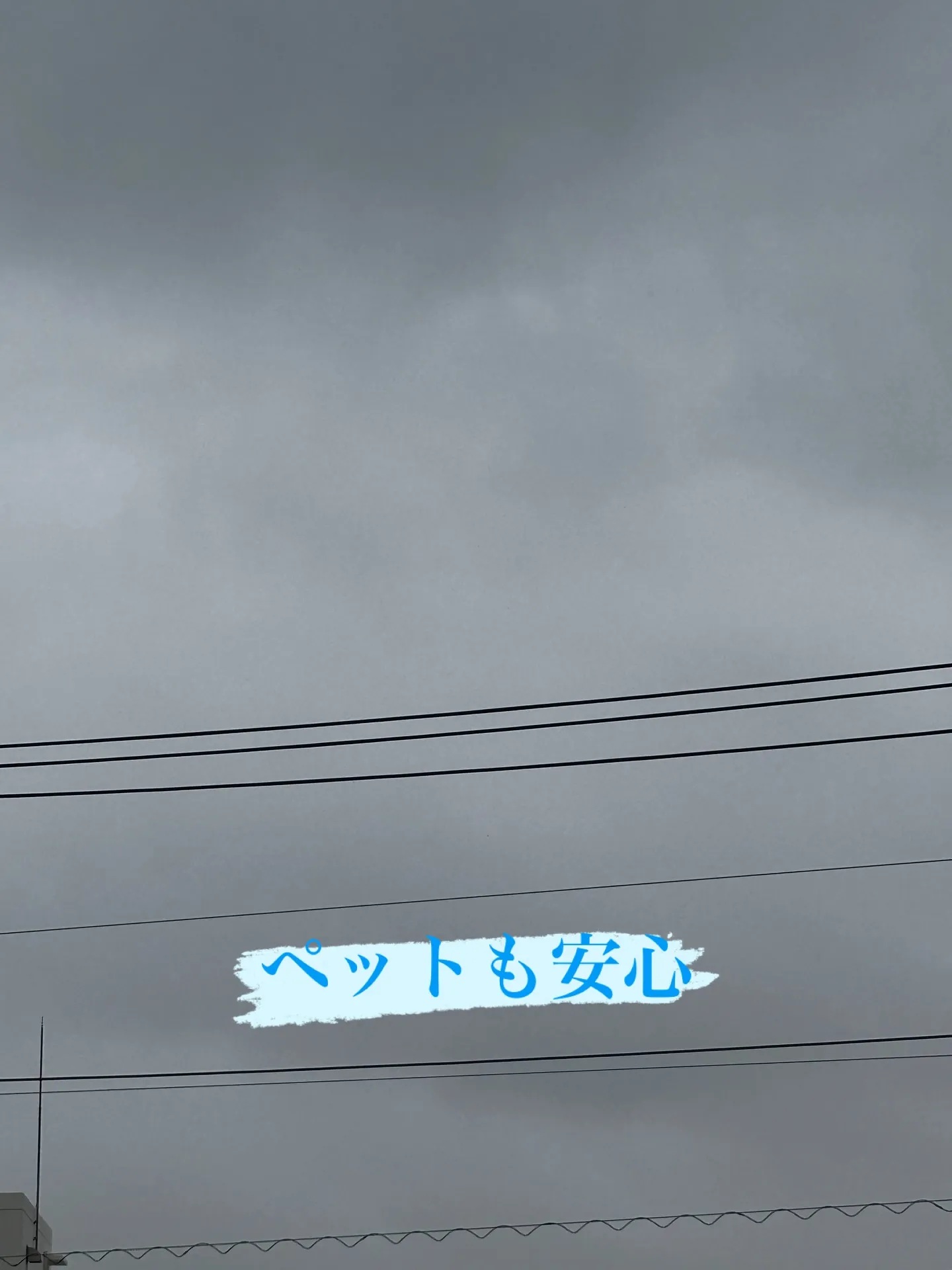 愛するペットとのお別れは、誰にとっても心の痛むものです。