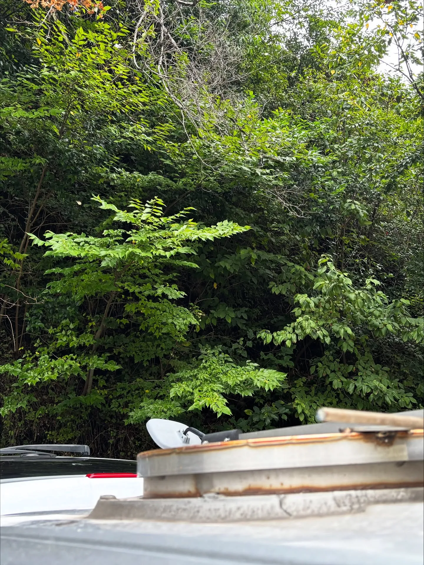 逗子市にお住まいの猫愛好家のご家族様のペット火葬のお手伝いを...