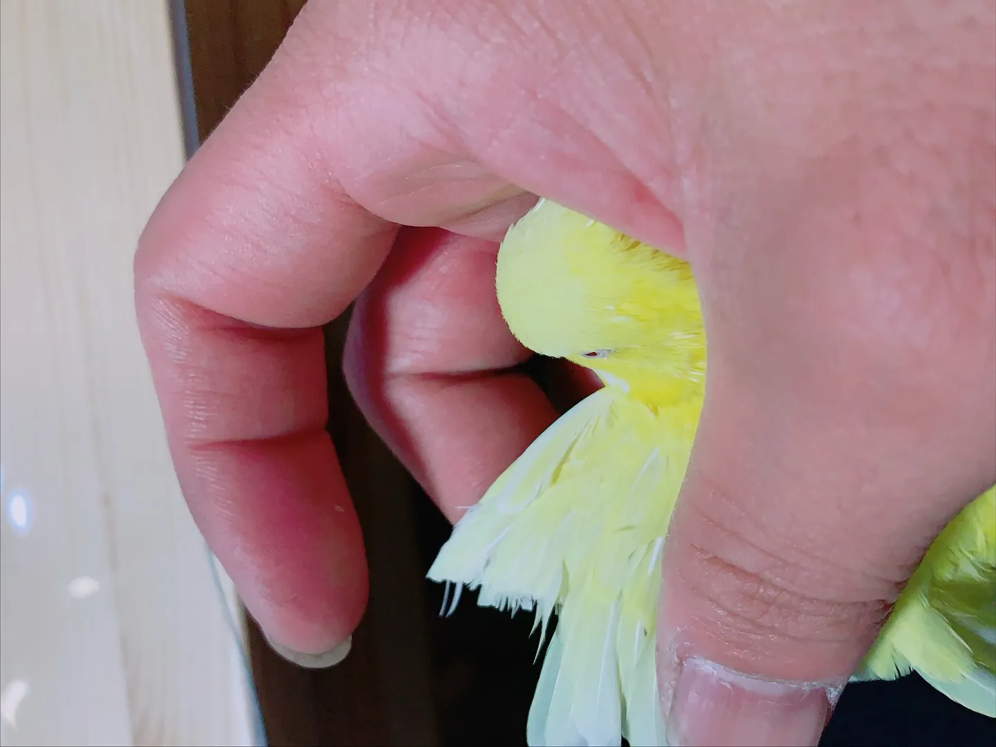 先日、横浜市にてインコちゃんの訪問ペット火葬のお手伝いをさせ...