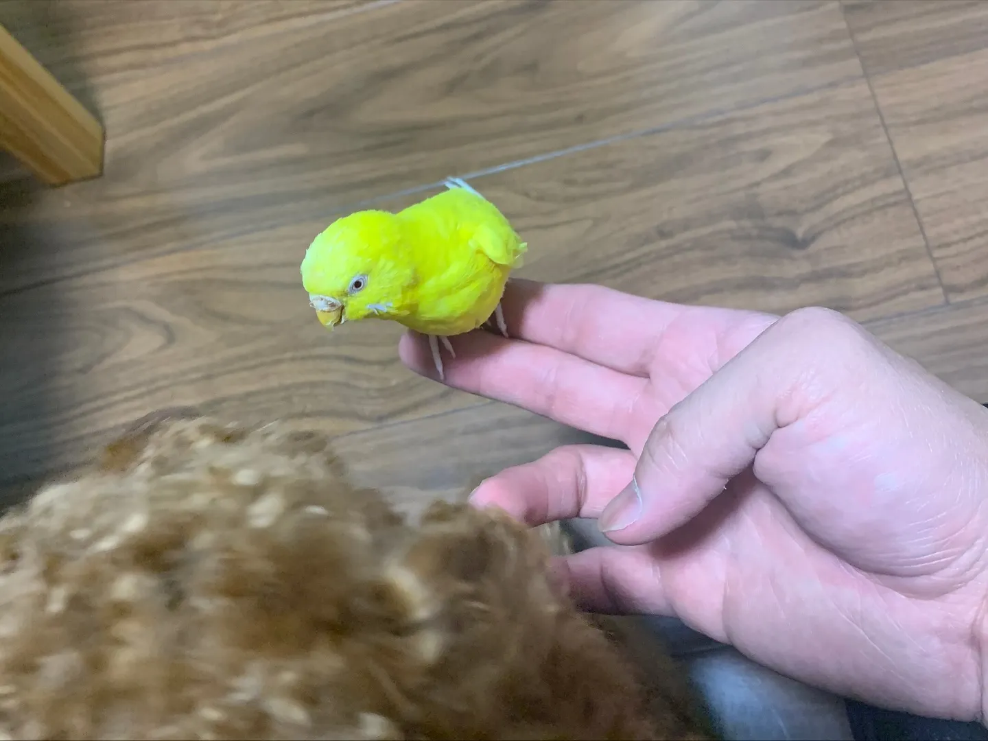 先日、横浜市にてインコちゃんの訪問ペット火葬のお手伝いをさせ...