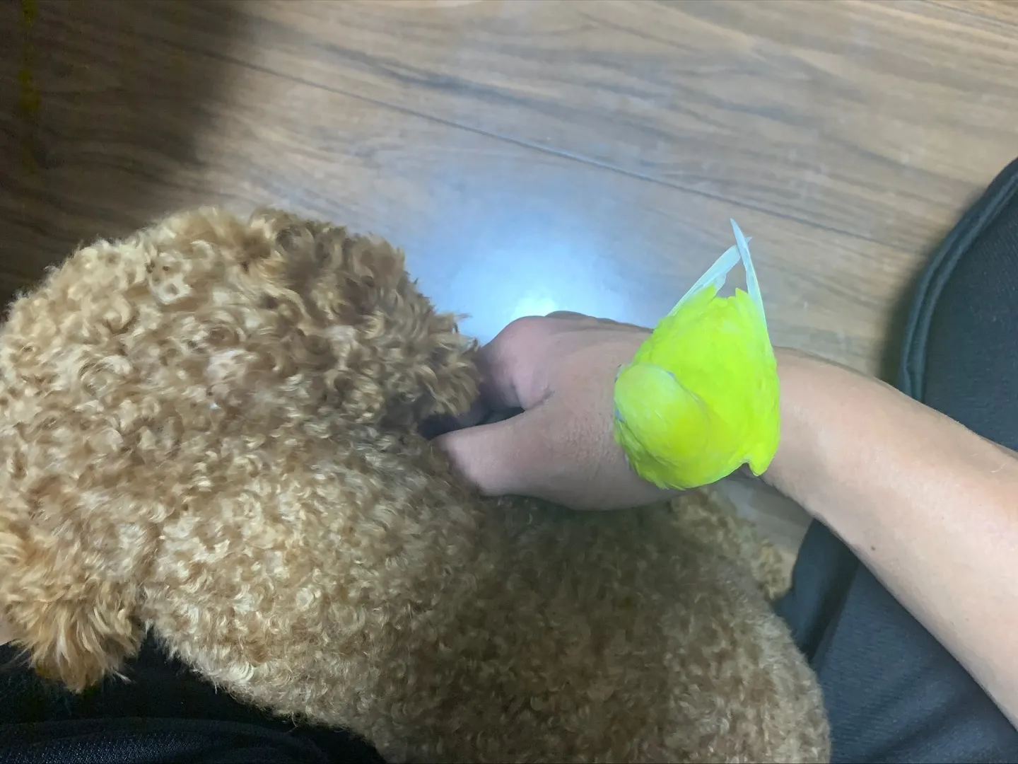 先日、横浜市にてインコちゃんの訪問ペット火葬のお手伝いをさせ...