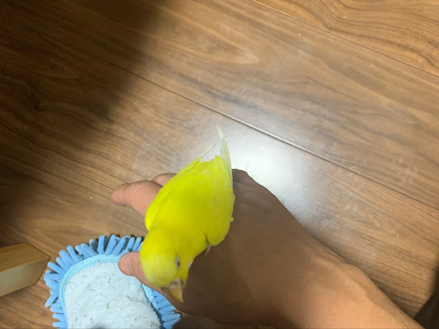 先日、横浜市にてインコちゃんの訪問ペット火葬のお手伝いをさせ...