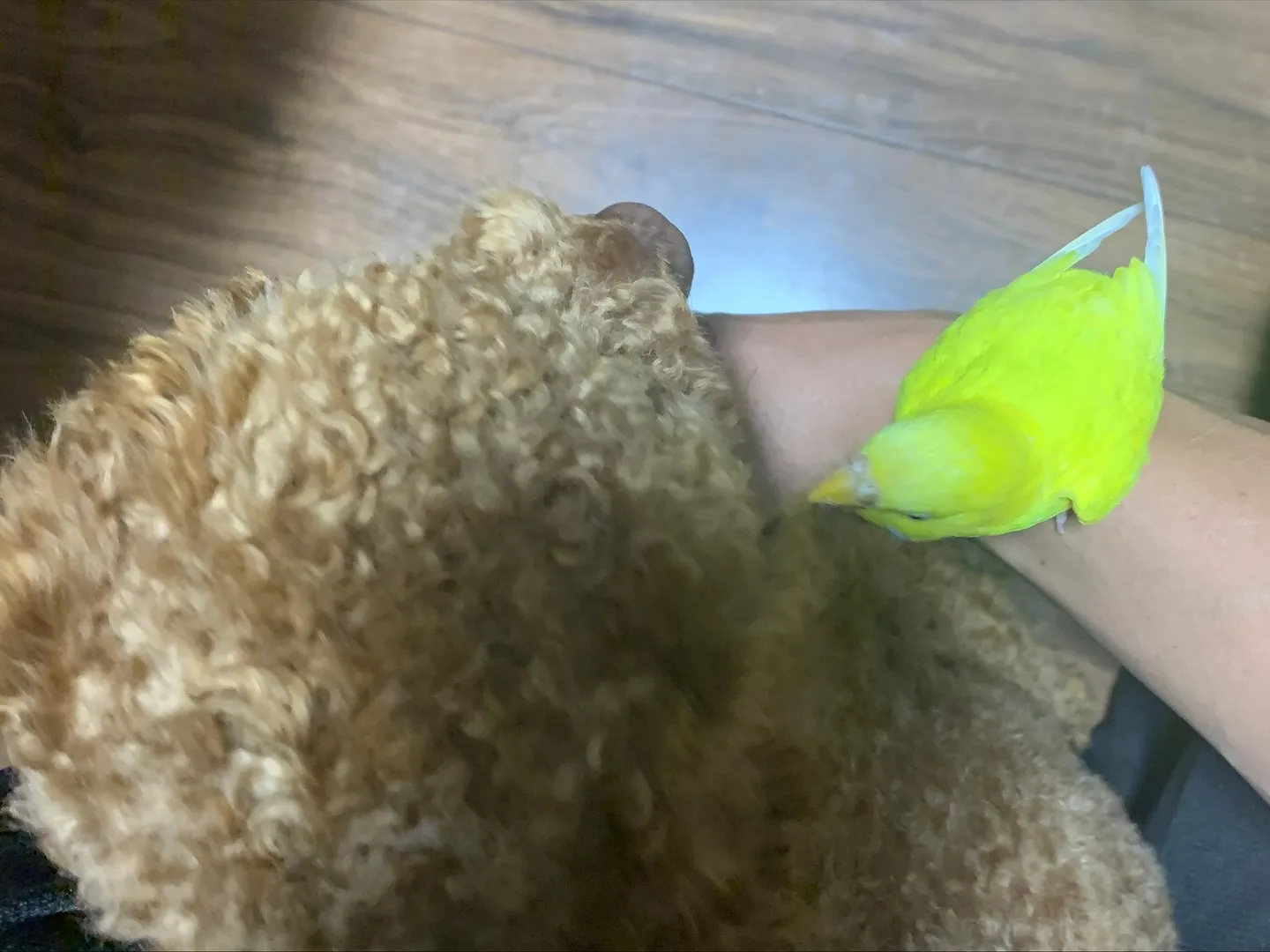 先日、横浜市にてインコちゃんの訪問ペット火葬のお手伝いをさせ...