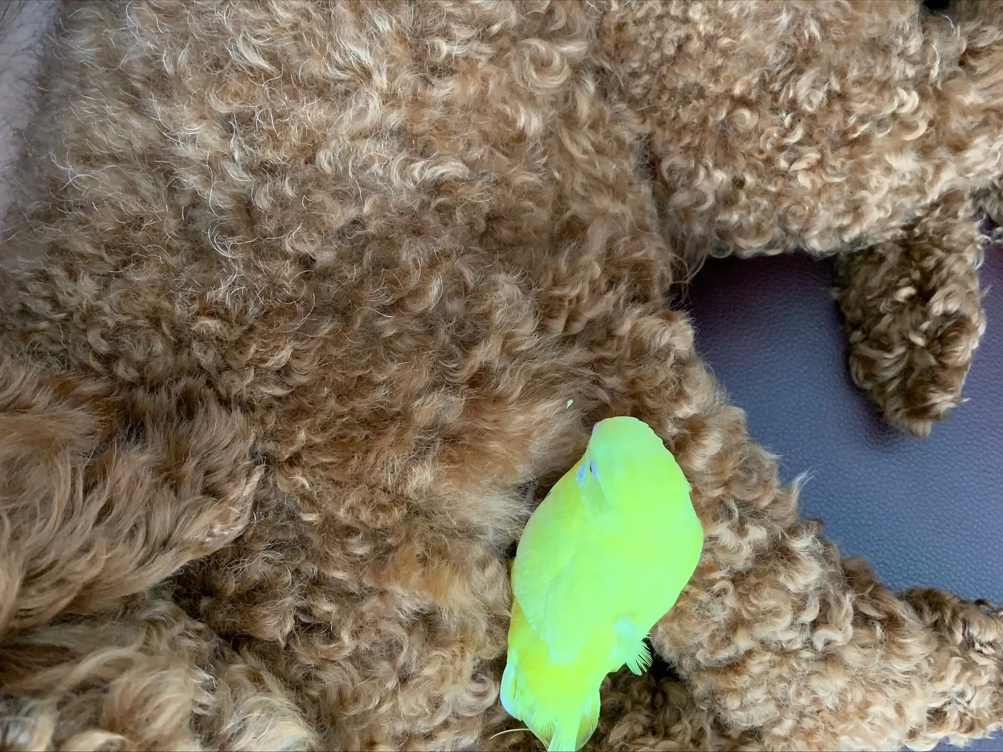 先日、横浜市にてインコちゃんの訪問ペット火葬のお手伝いをさせ...