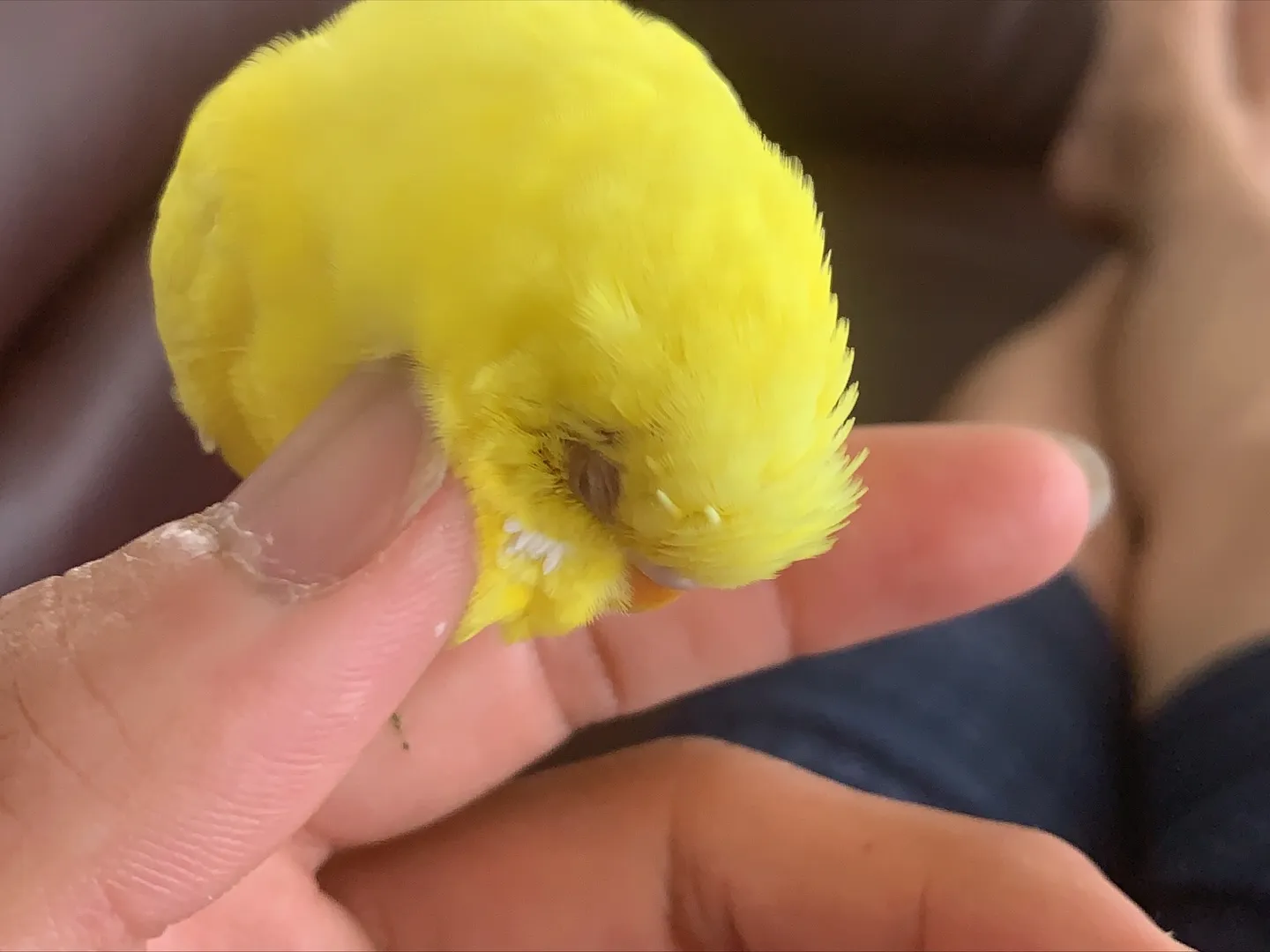 先日、横浜市にてインコちゃんの訪問ペット火葬のお手伝いをさせ...