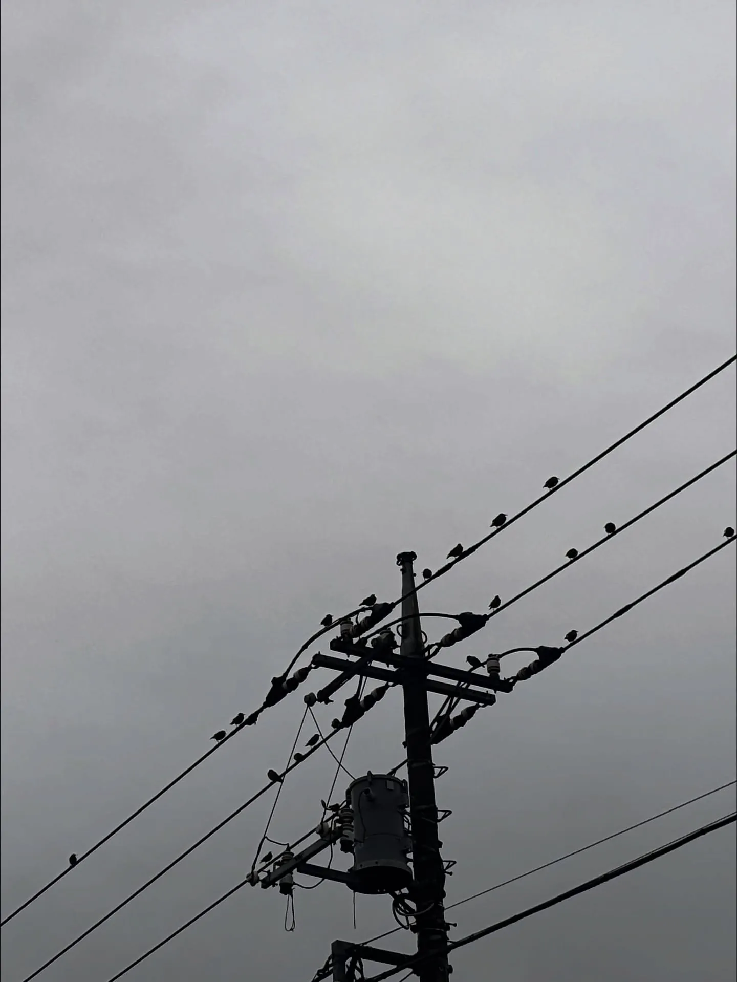 我々ペットメモリアル神奈川のスタッフは、日々空を見上げること...