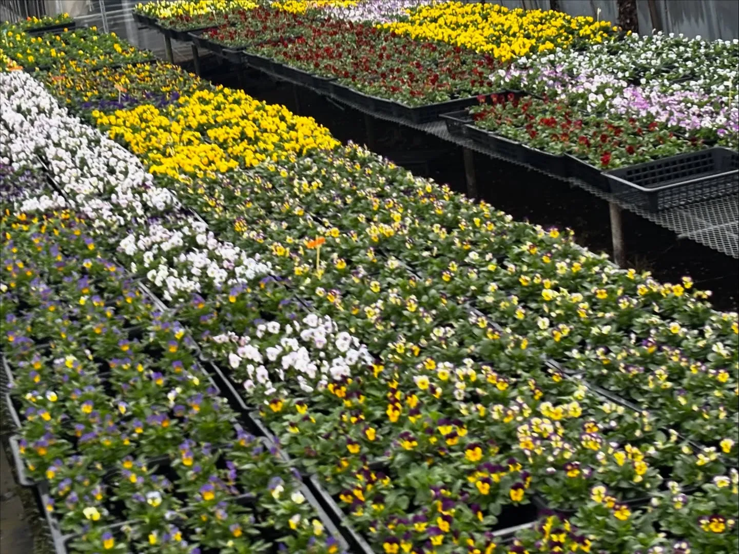 三浦市で愛らしいハムスターのペット火葬のお手伝いをさせていた...