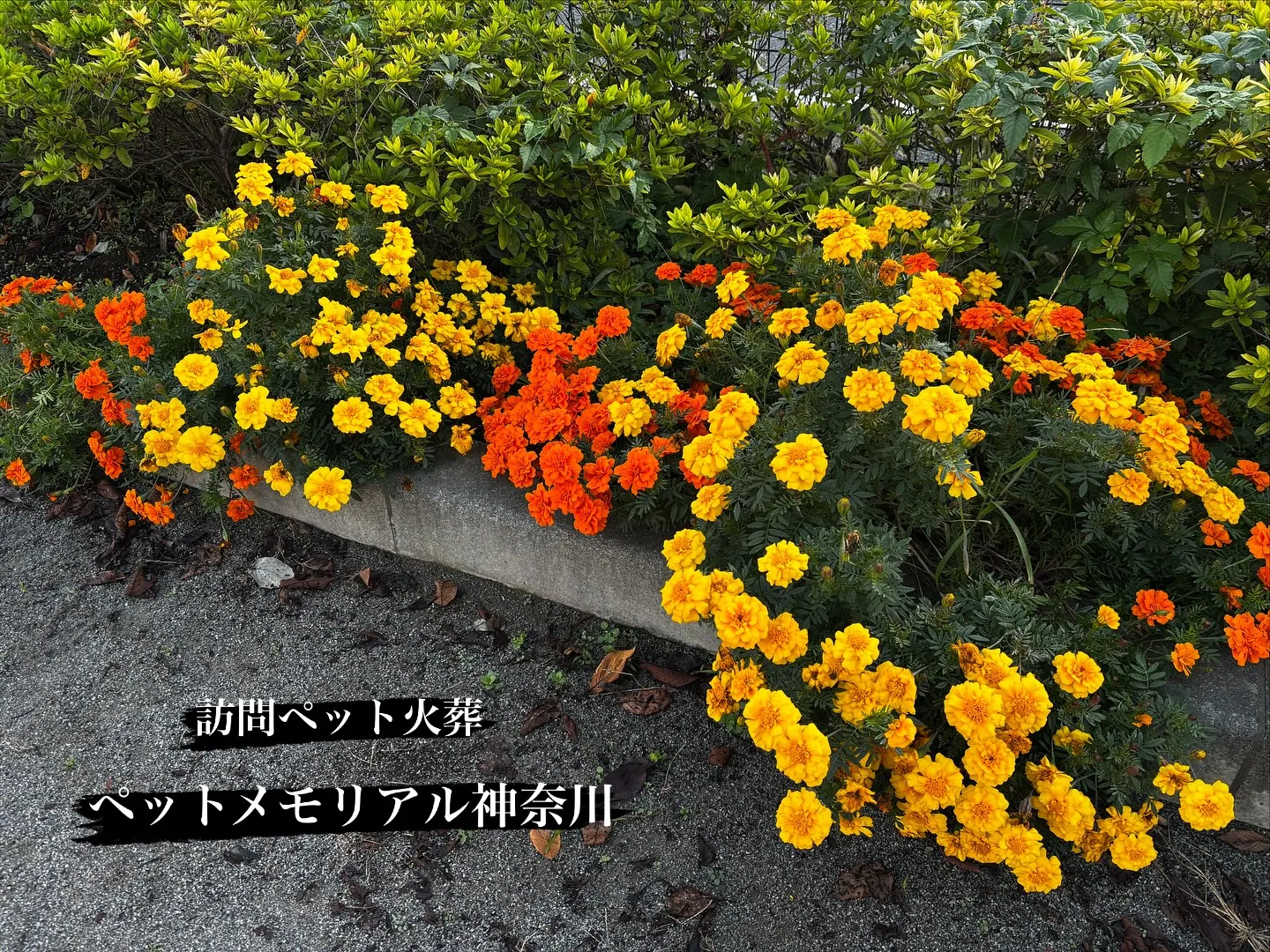 逗子市にて、心に深く刻まれた思い出の場所で、大切な柴犬ちゃん...