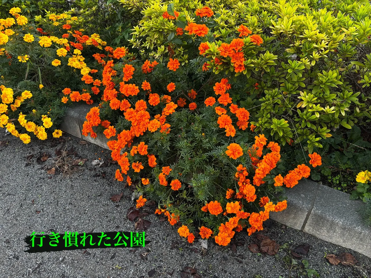 逗子市にて、心に深く刻まれた思い出の場所で、大切な柴犬ちゃん...