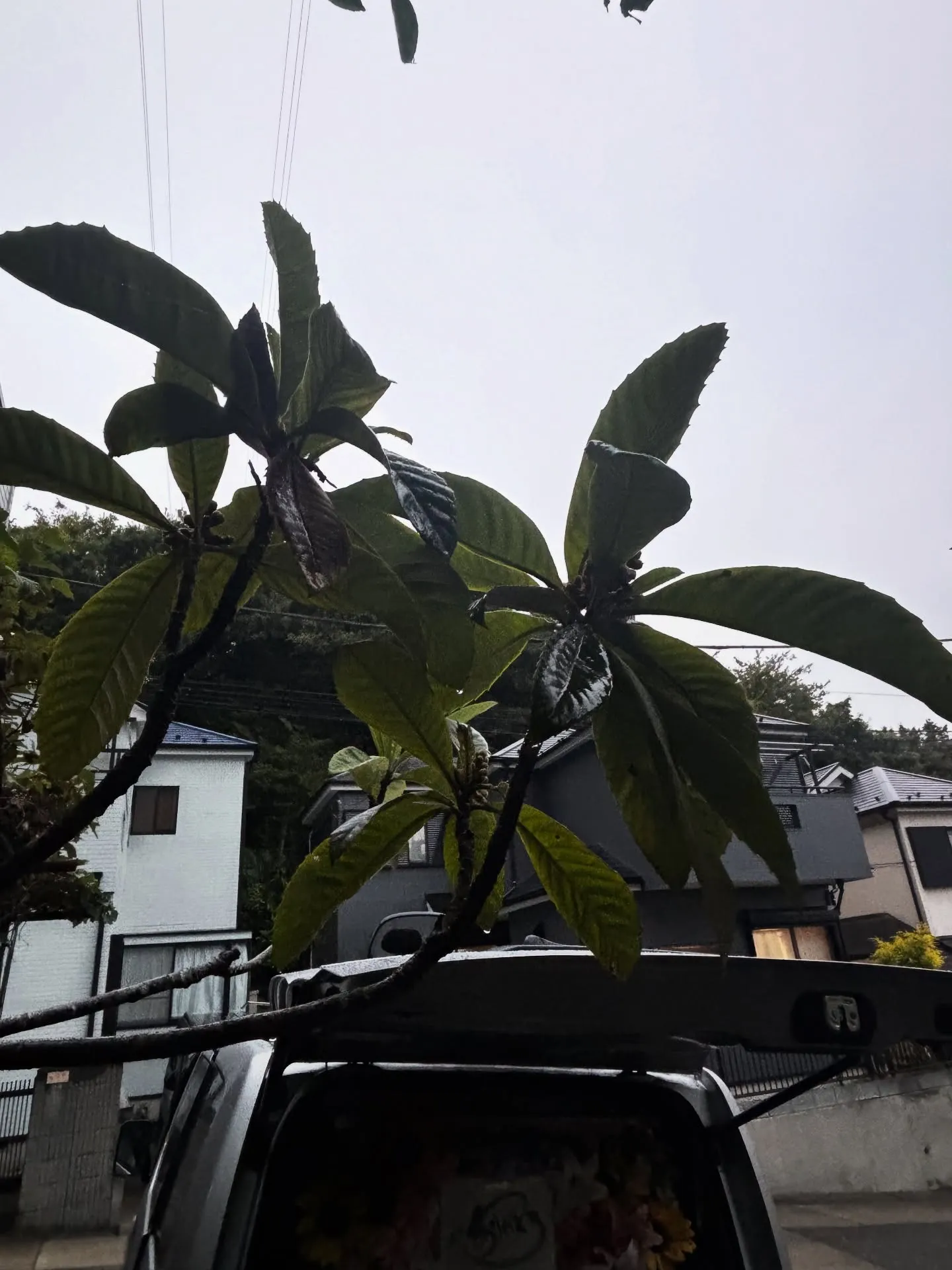 横浜市金沢区で、愛犬のペット火葬のお手伝いをさせていただきま...