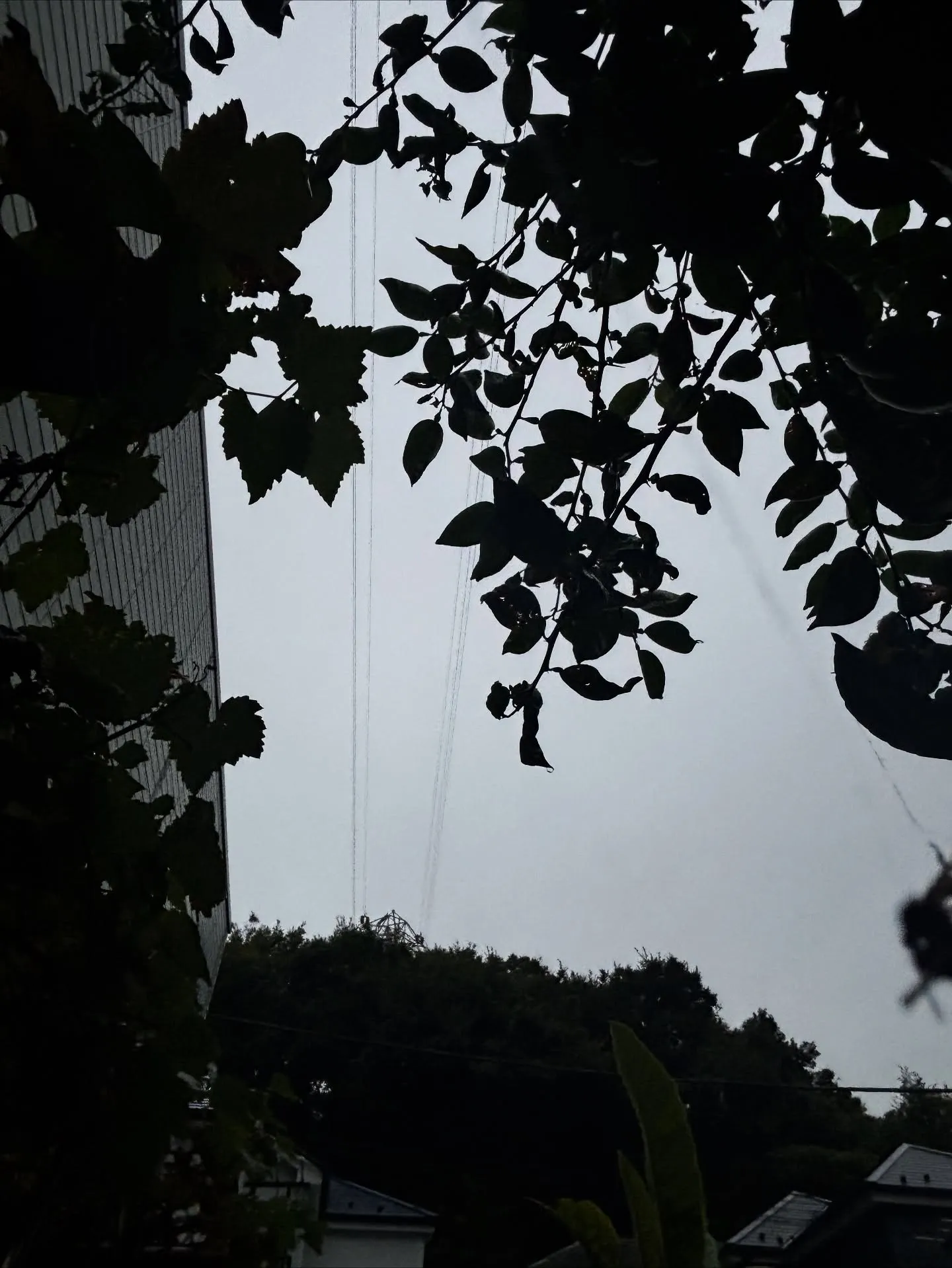 横浜市金沢区で、愛犬のペット火葬のお手伝いをさせていただきま...