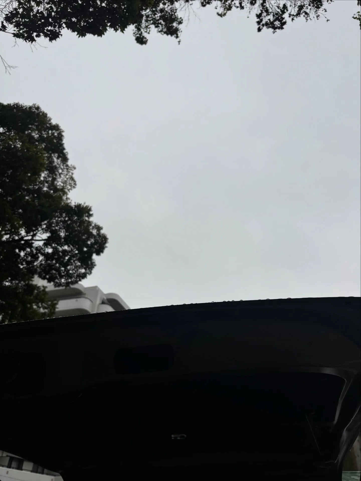 横須賀市にて愛猫のペット火葬をお手伝いさせていただきました。