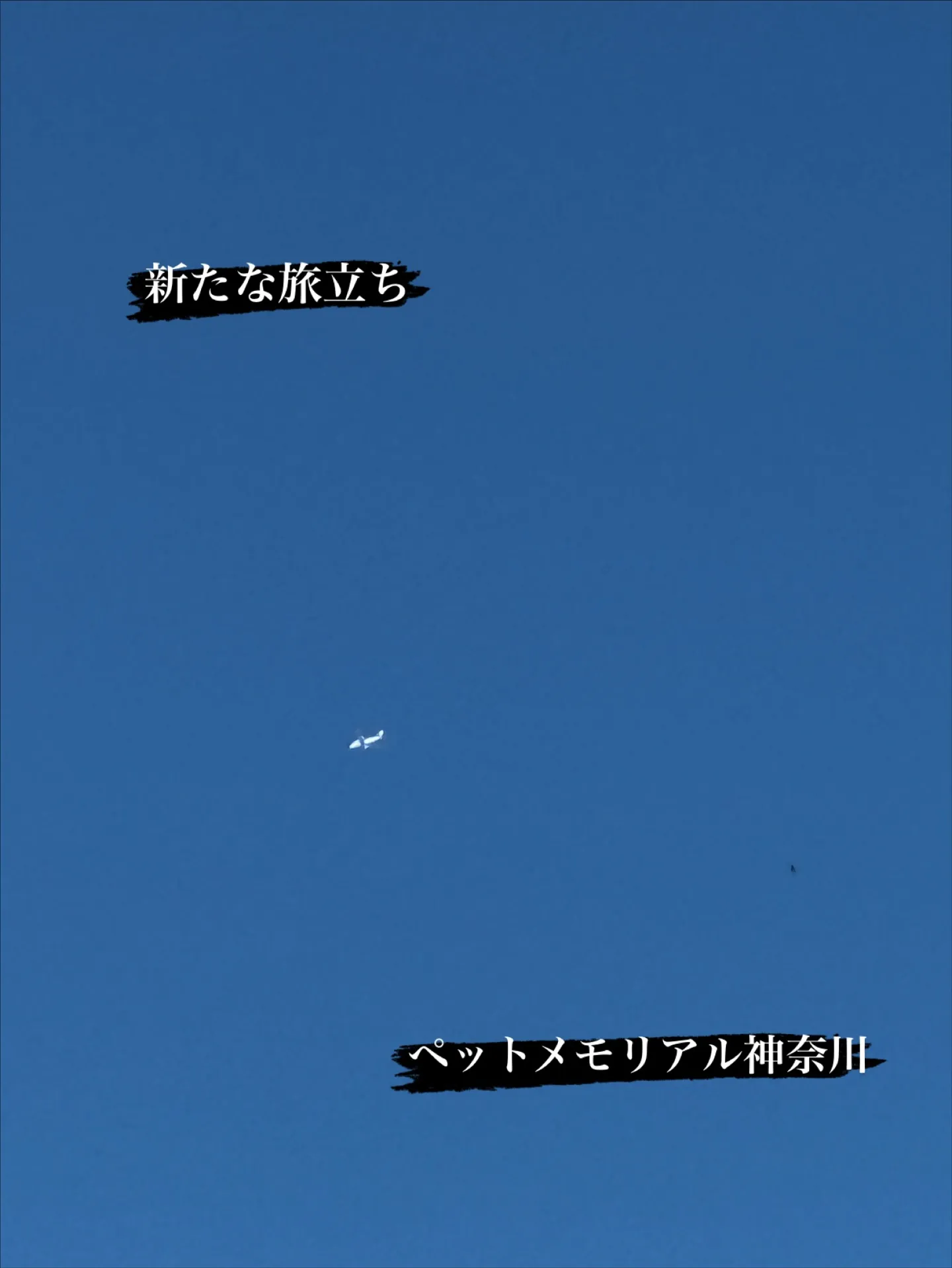 横浜市金沢区にて、愛らしいハムスターちゃんのペット火葬をお手...
