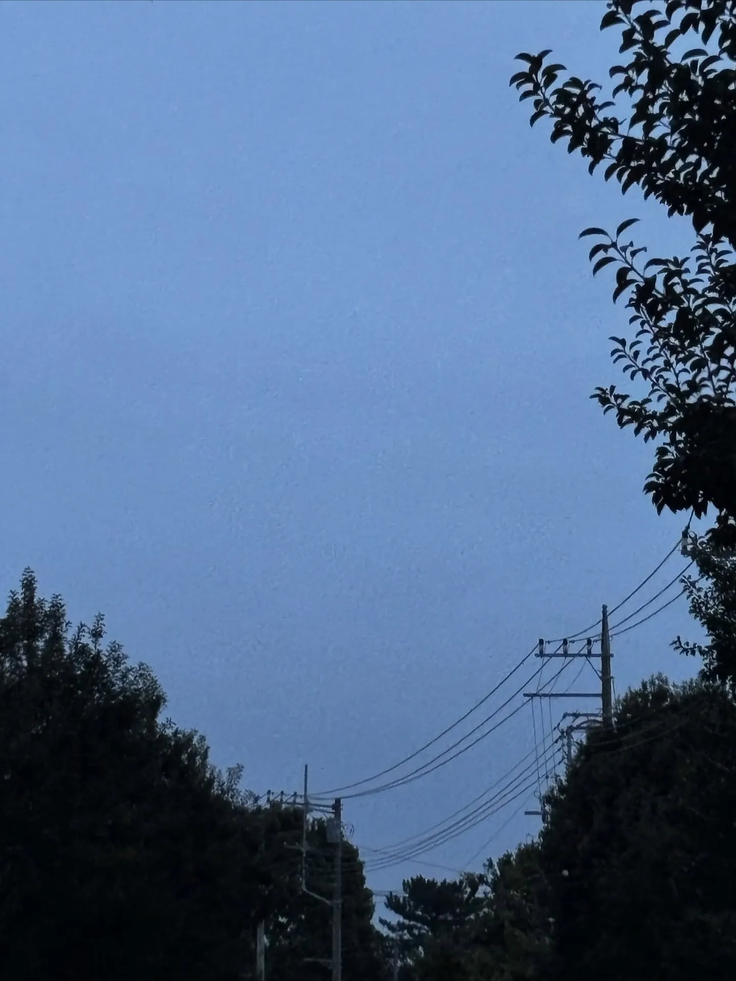 早朝に横須賀市でチワワちゃんのペット火葬をさせていただきまし...