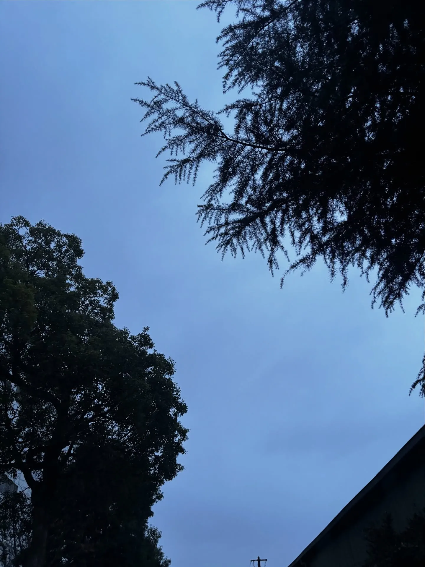 早朝に横須賀市でチワワちゃんのペット火葬をさせていただきまし...