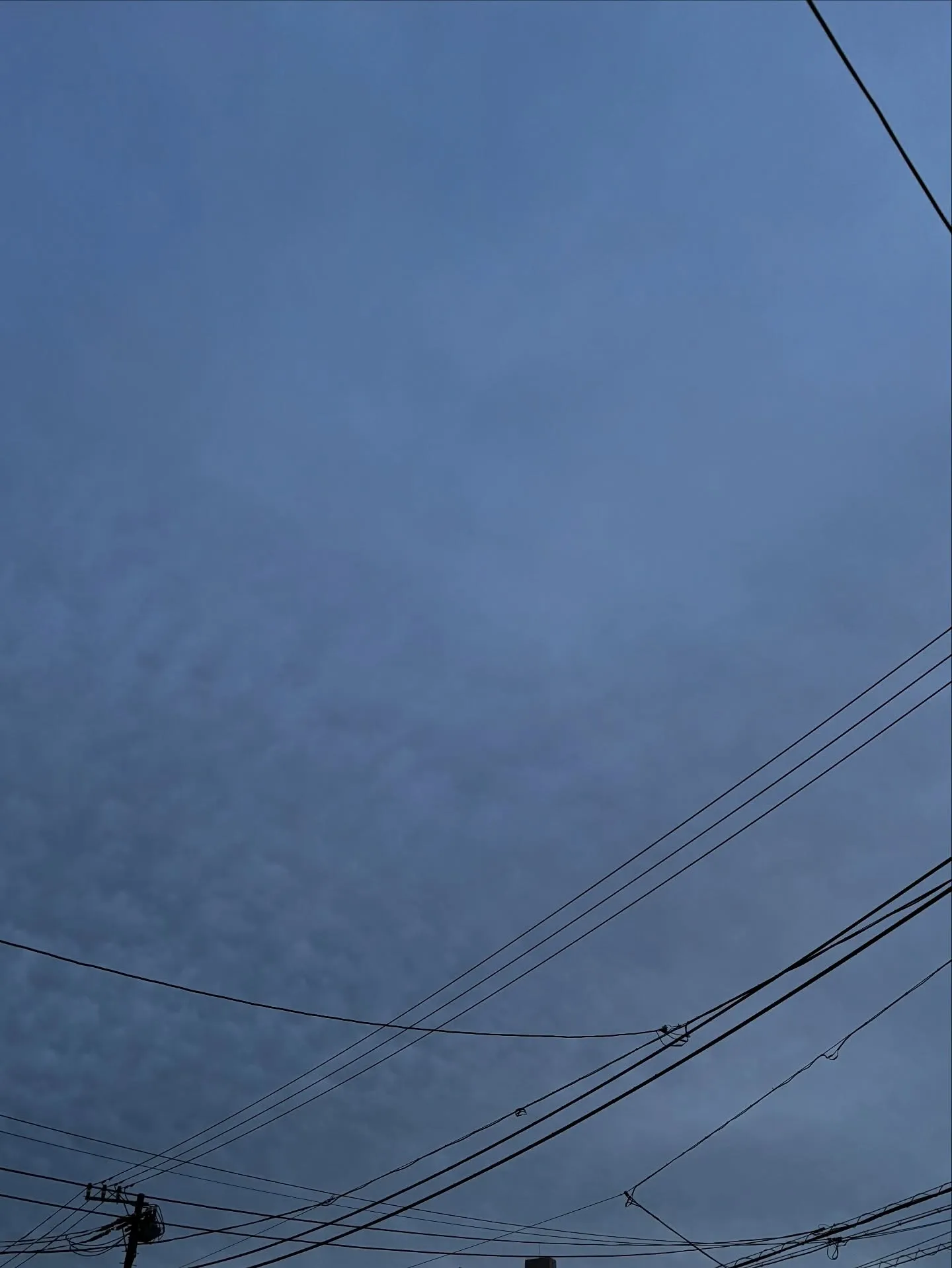 早朝に横須賀市でチワワちゃんのペット火葬をさせていただきまし...