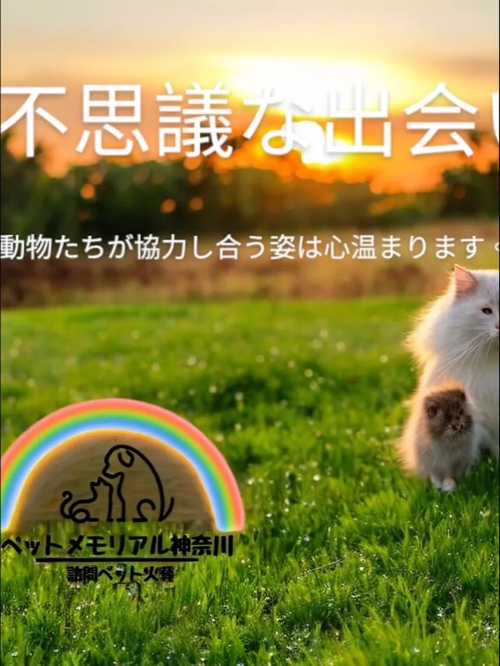 横浜市内で大切な猫ちゃんのペット火葬のお手伝いをさせていただ...