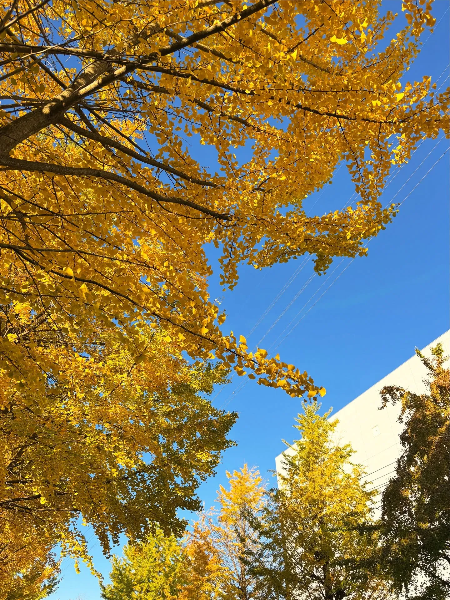 横浜市にてインコちゃんの訪問ペット火葬のお手伝いをさせていた...