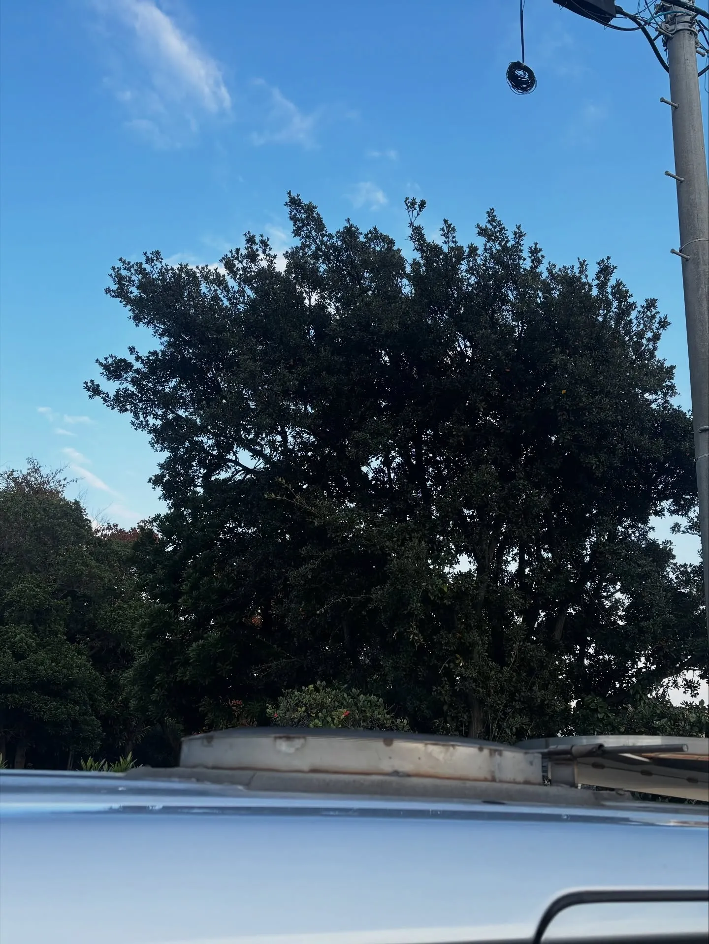 横須賀市において、愛する家族の一員である猫ちゃんのペット火葬...